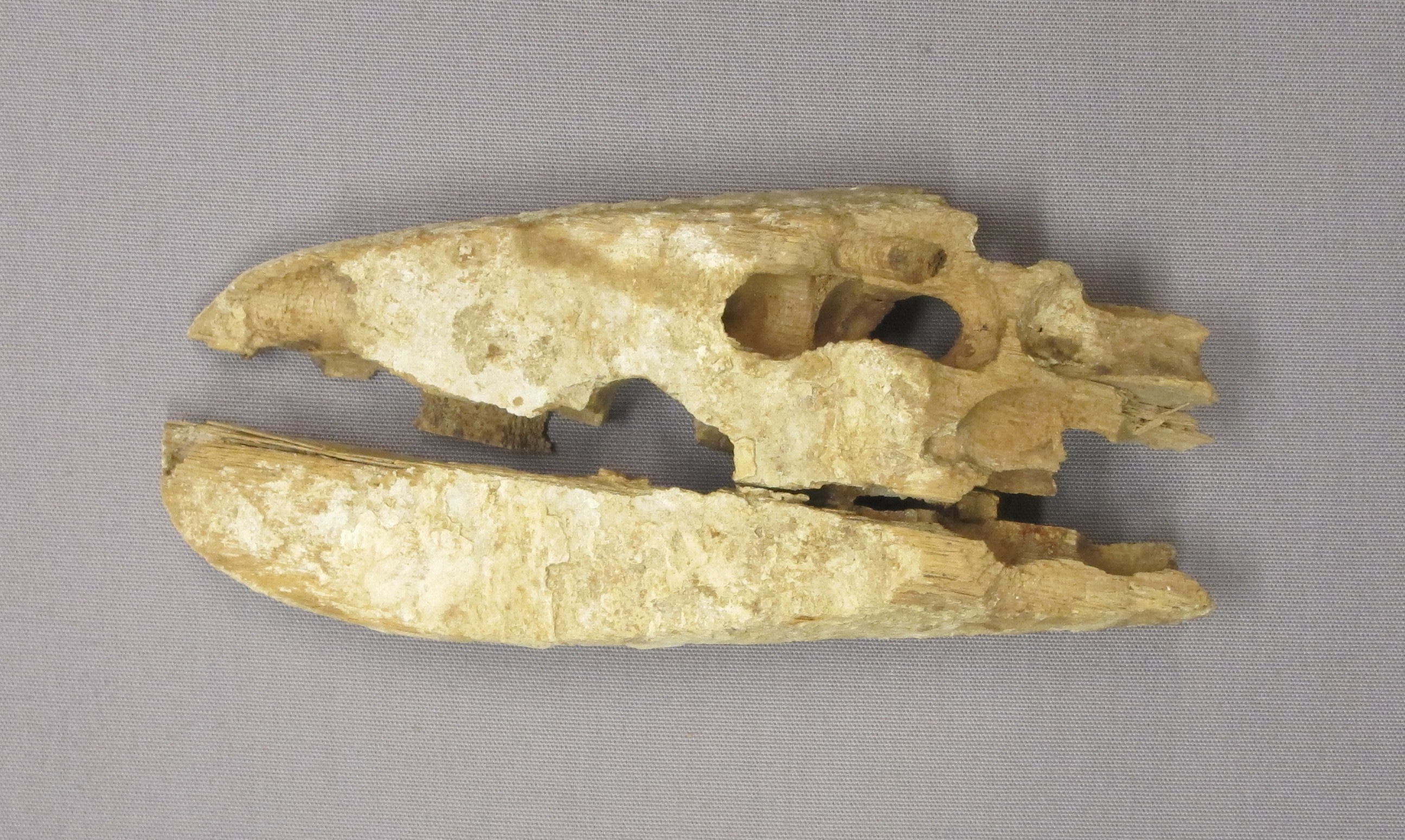 Fossilized Bone Fragment Specimen
