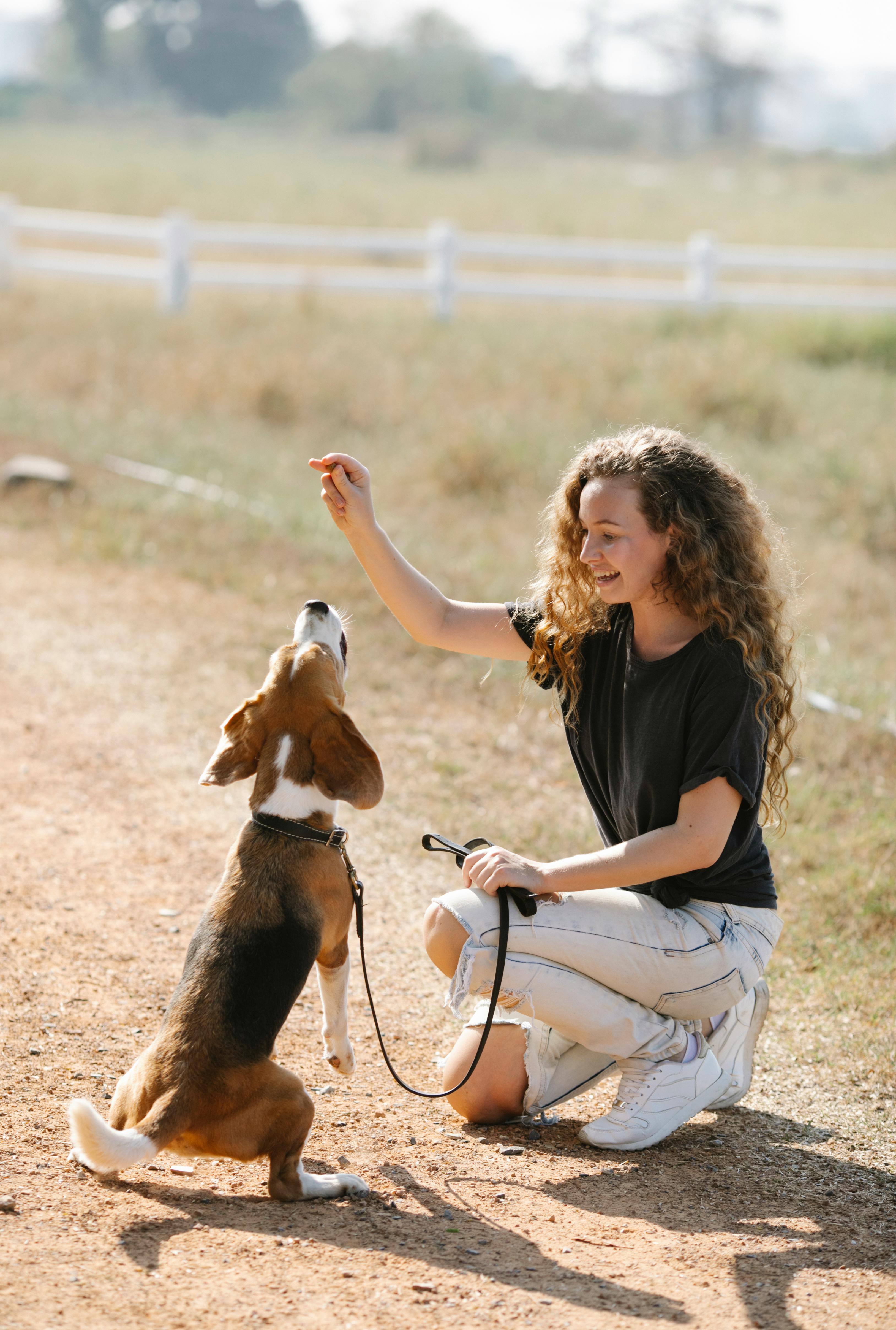 Woman Training Beagle Dog Outdoors