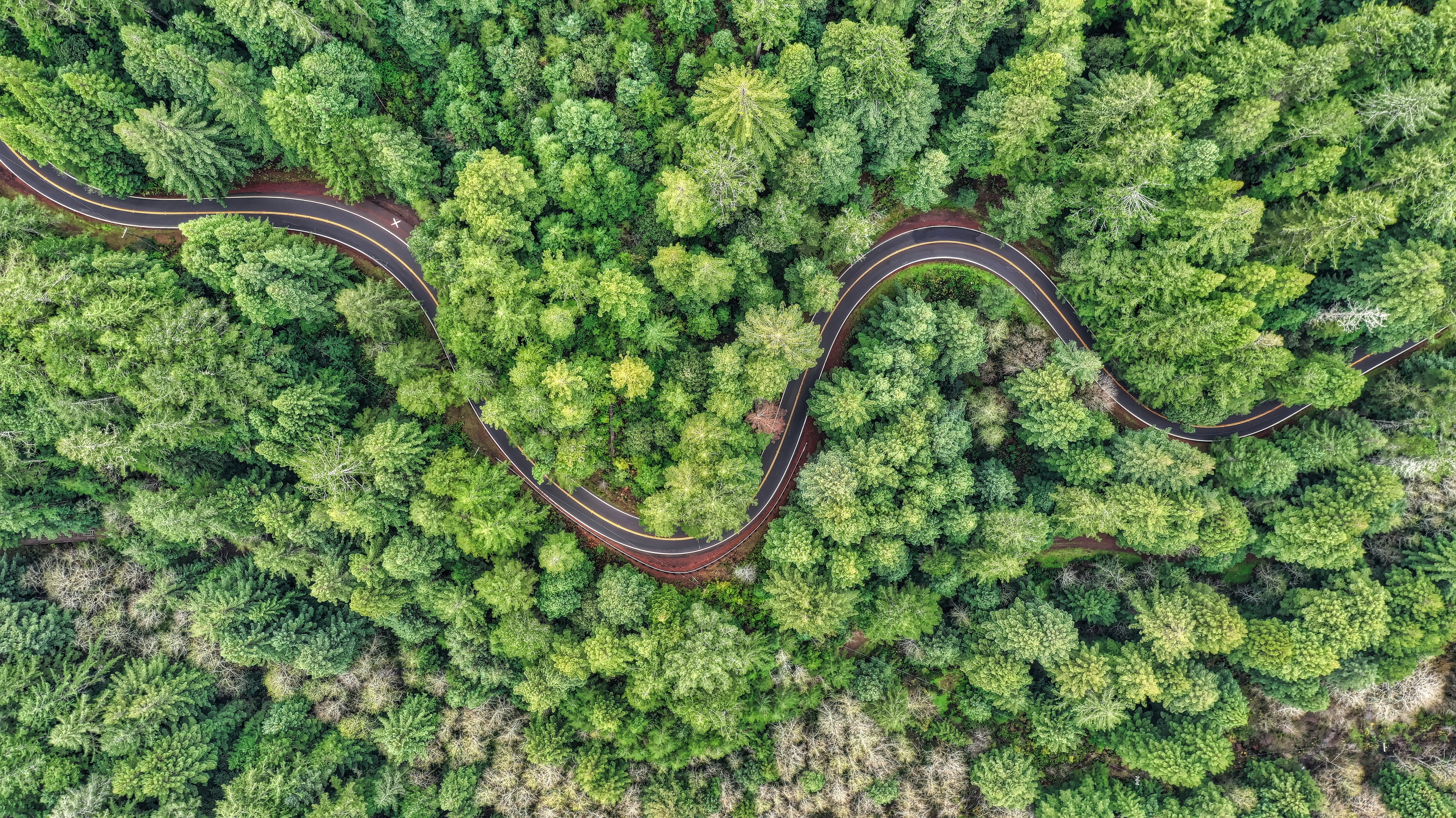 Winding Road Through Dense Forest