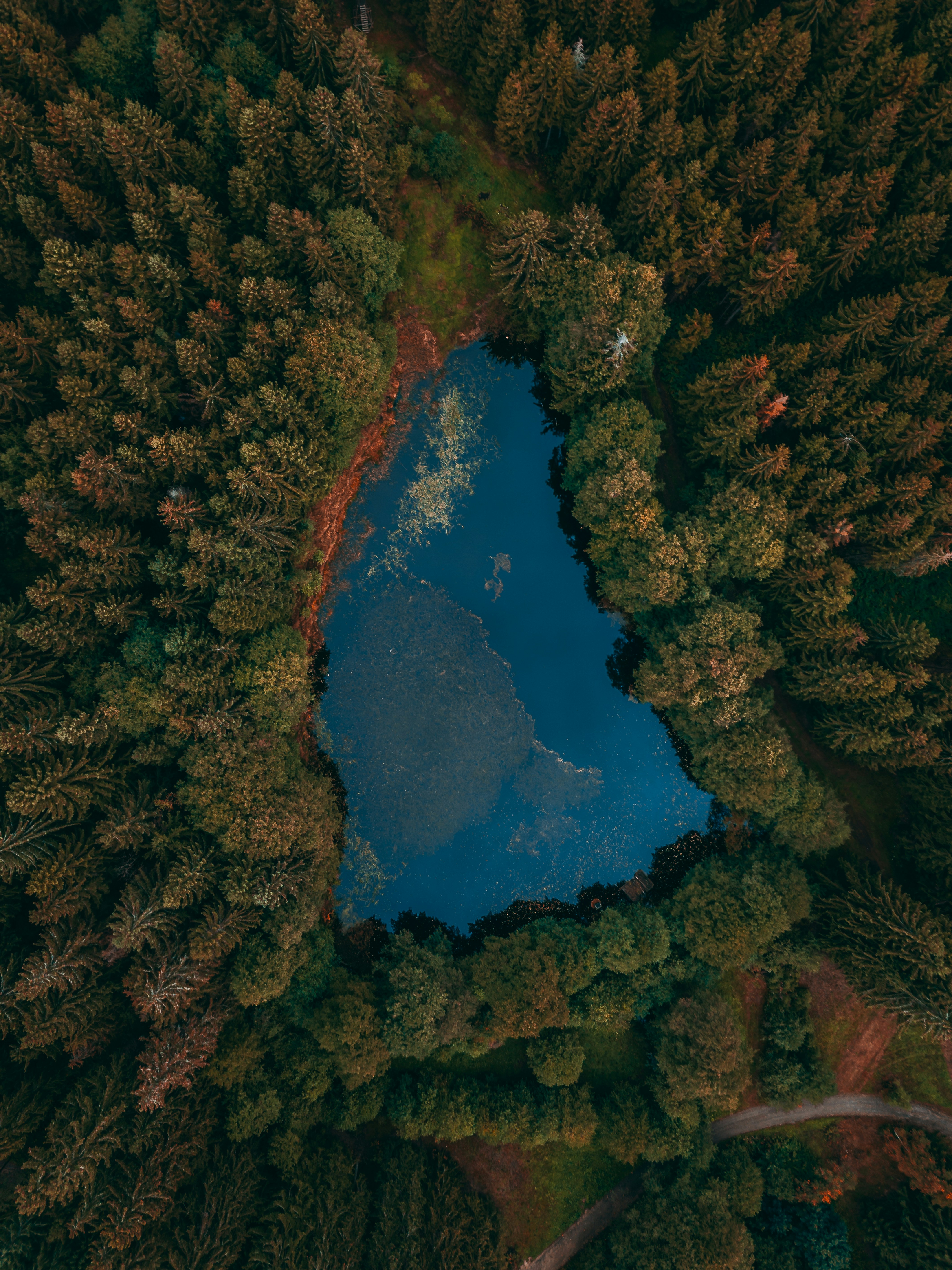 Aerial View of Forest Pond