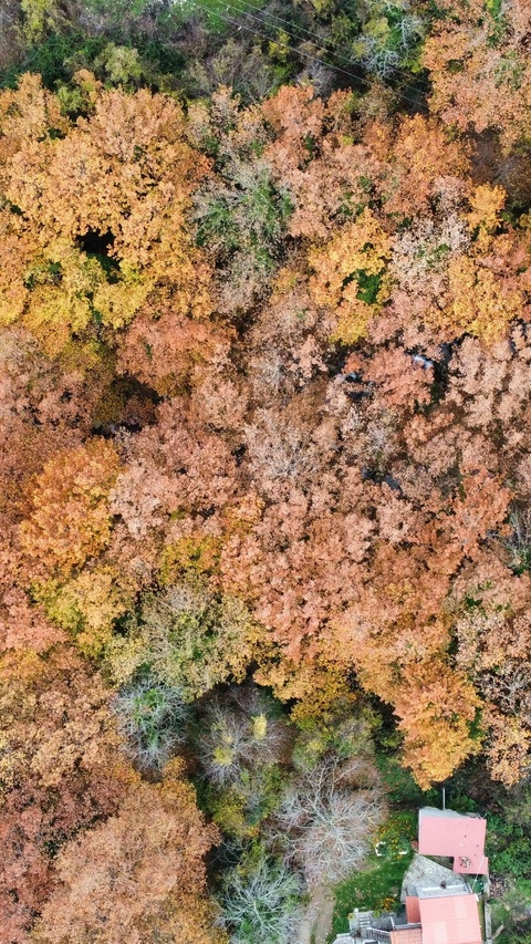 Aerial View of Autumn Forest