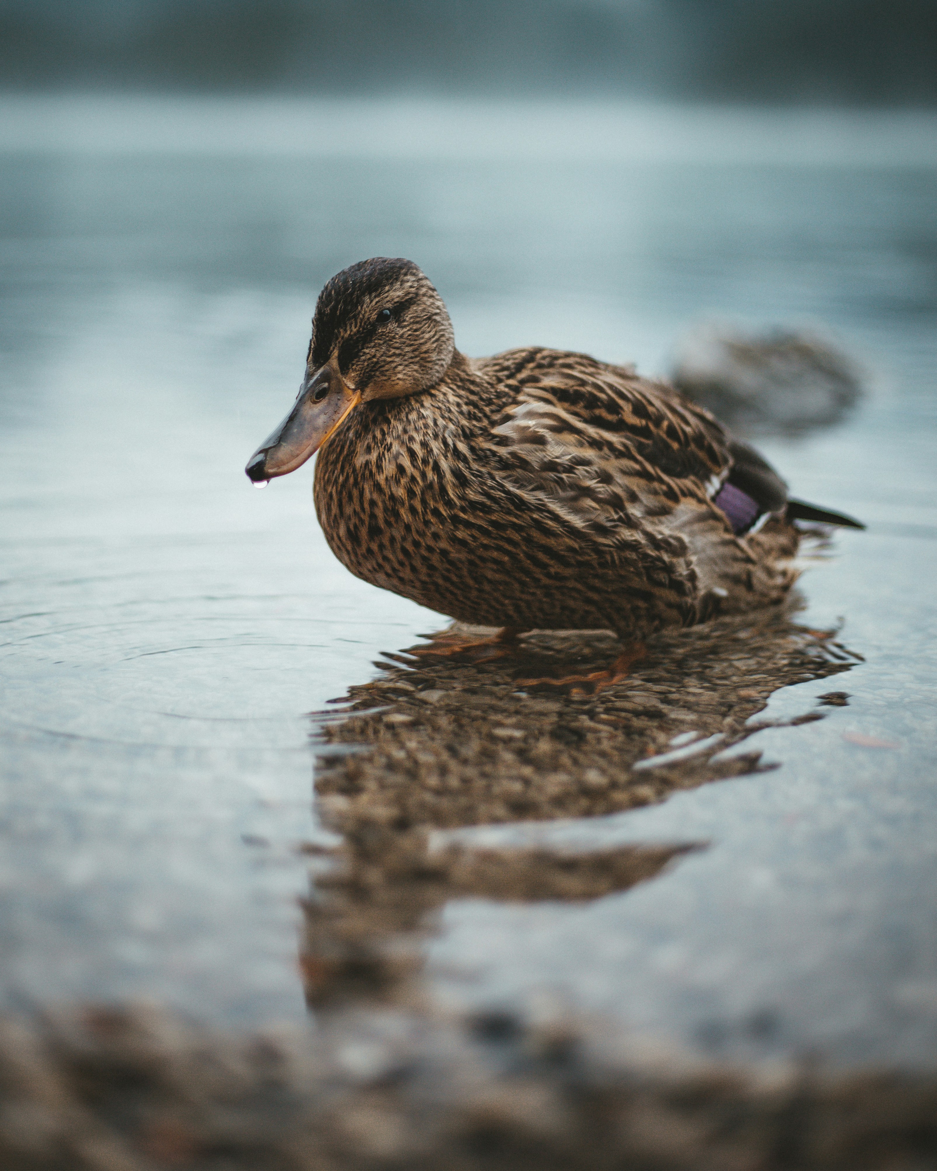 Mallard Duck in Shallow Water