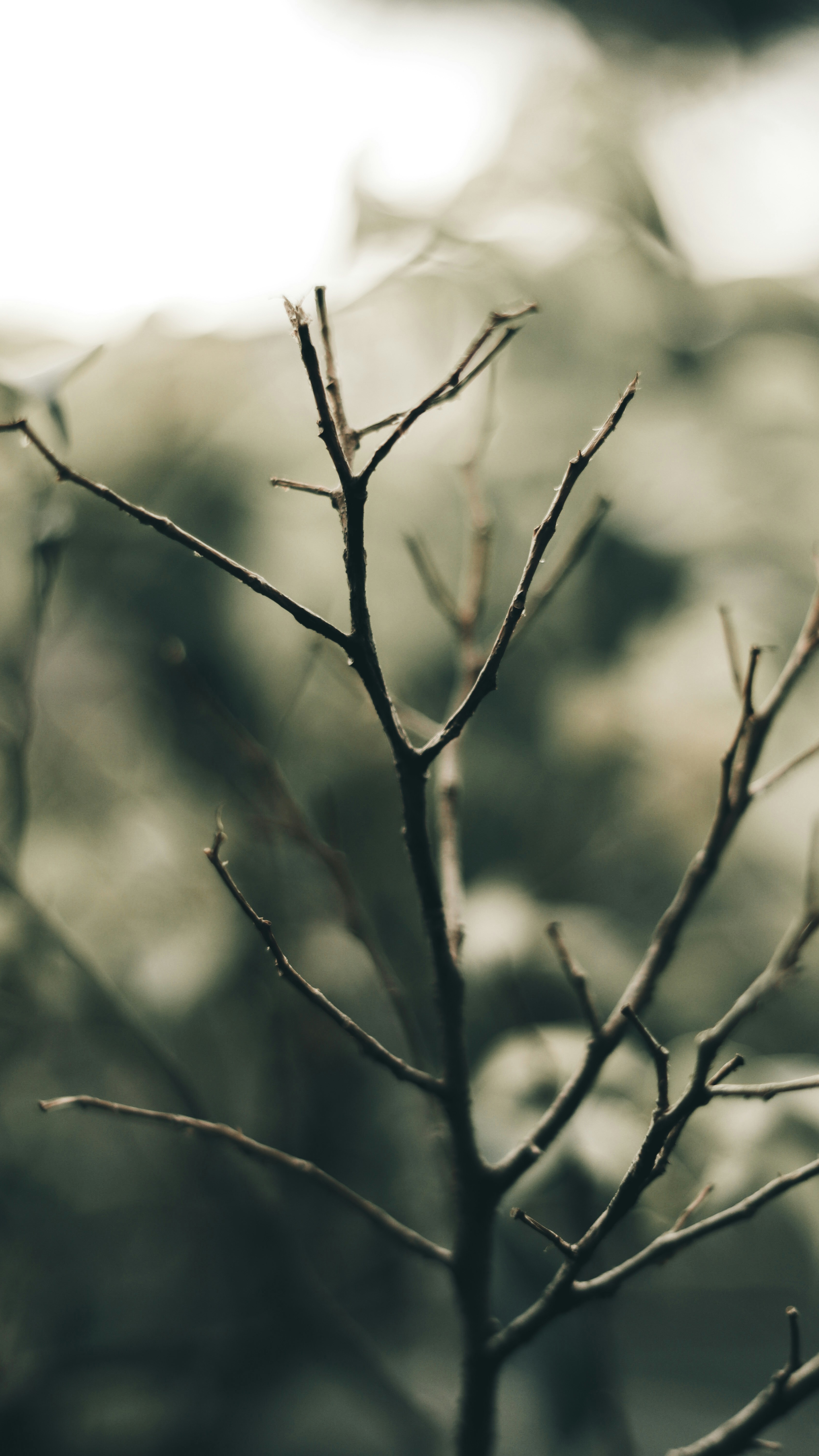Close Up of Bare Tree Branches