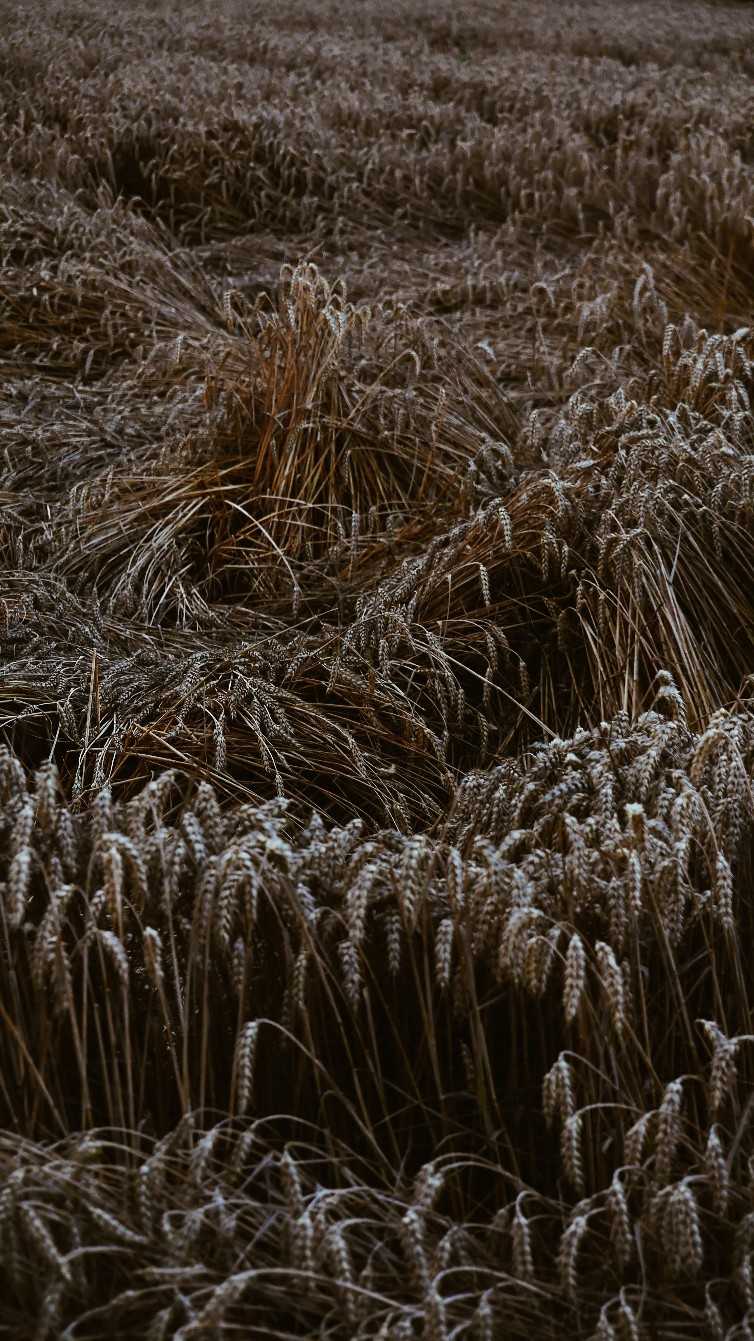 Frosted Fallen Wheat Field