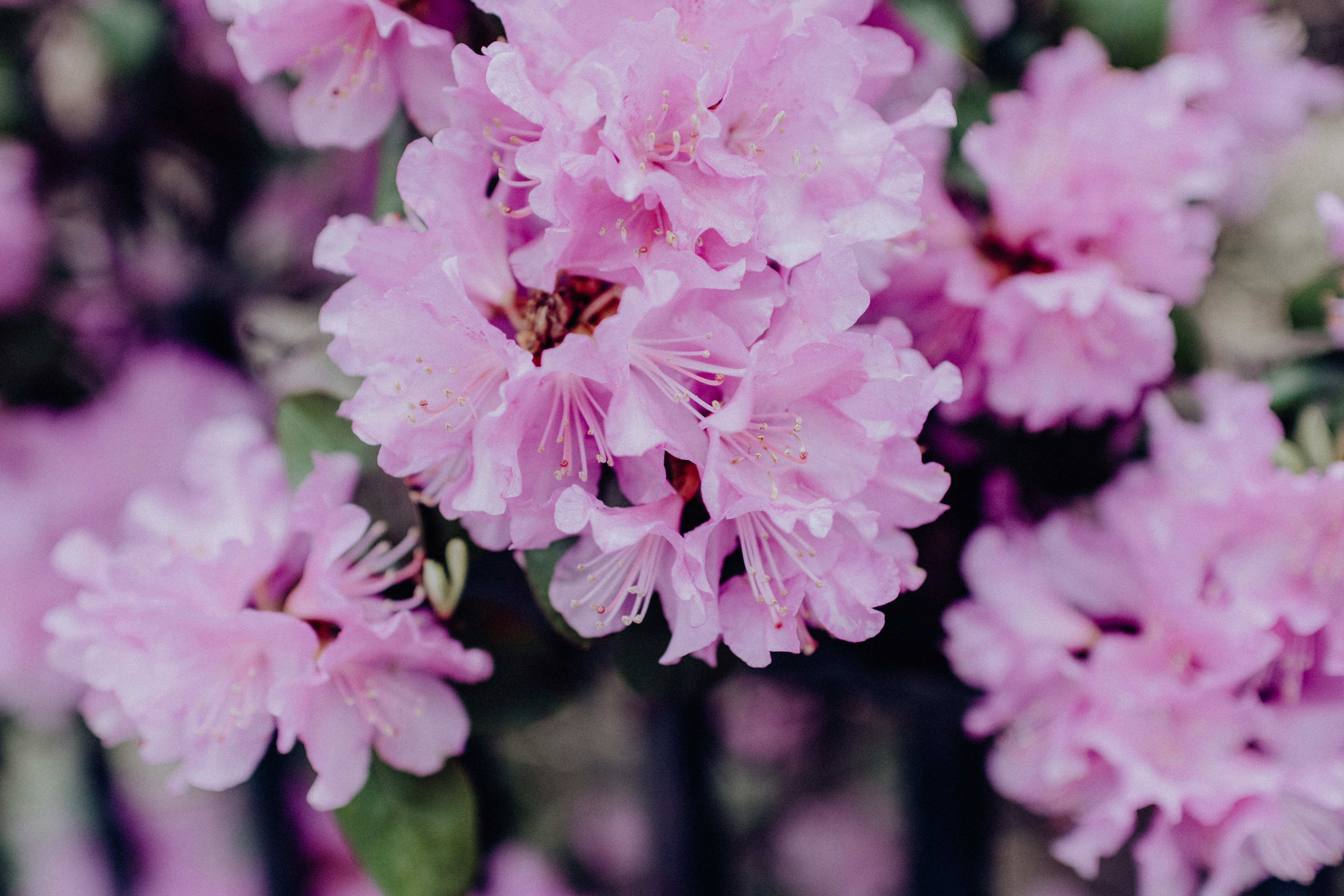 Clustered Pink Rhododendron Blooms