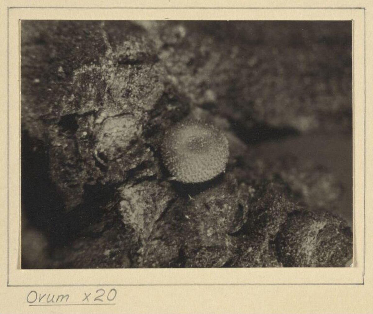 20x Magnified Ovum Micrograph