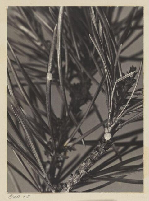 Close-up of Pine Branches with Insect Eggs
