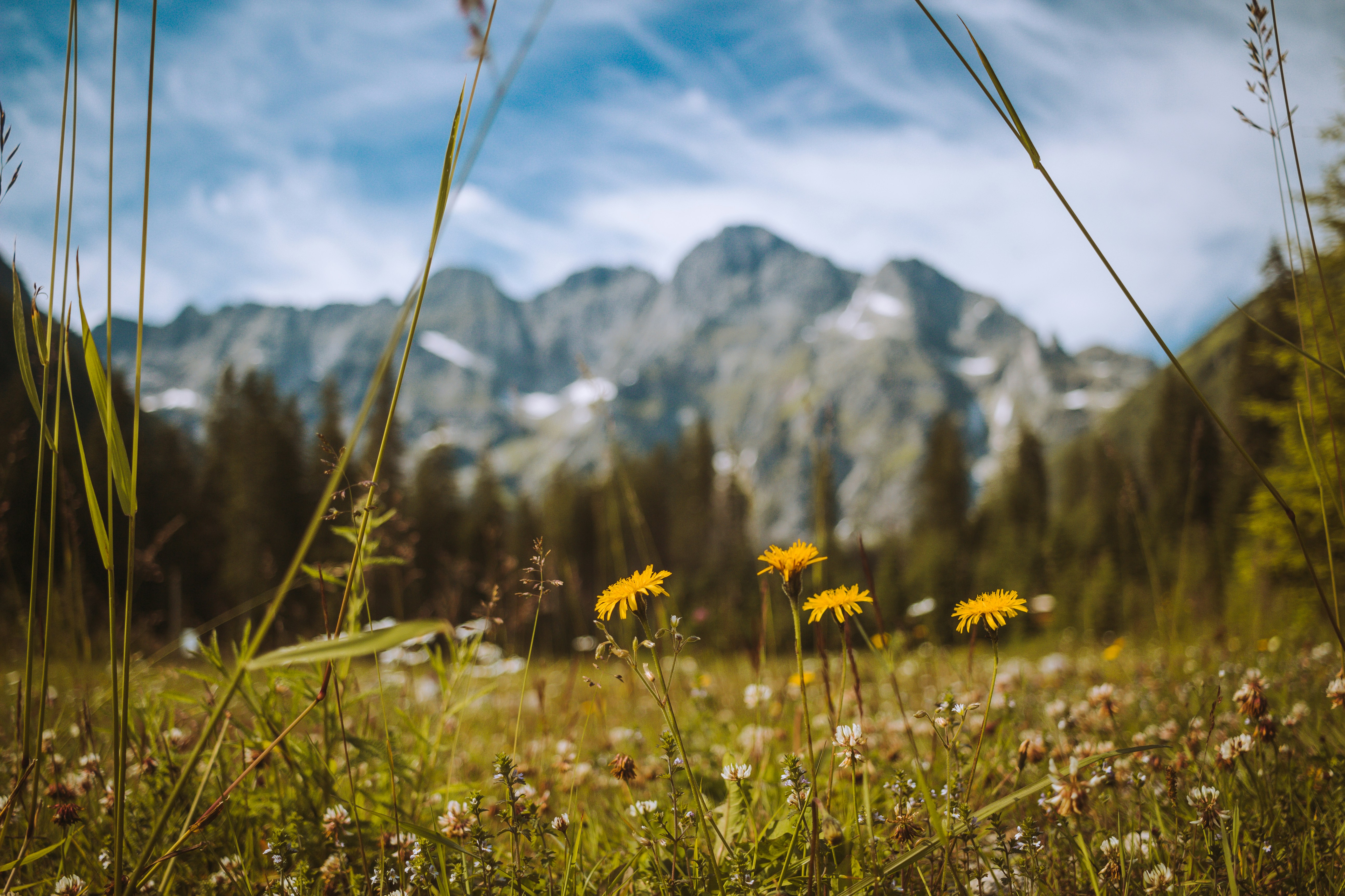 Yellow Wildflowers in Mountain Meadow