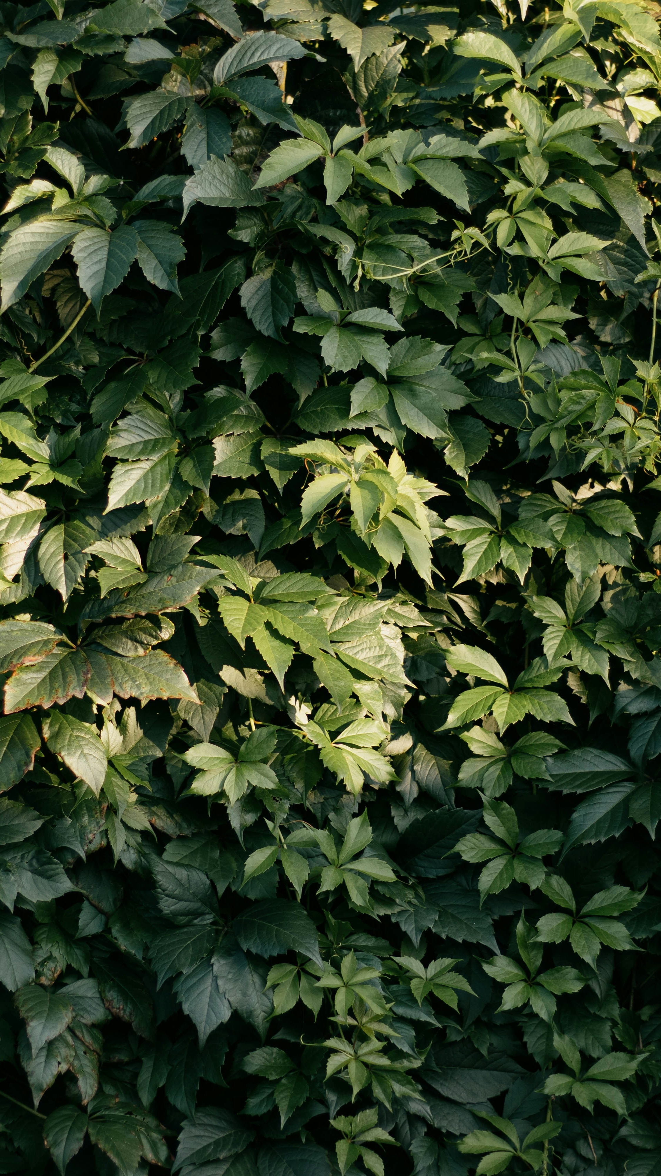 Forest & Flora