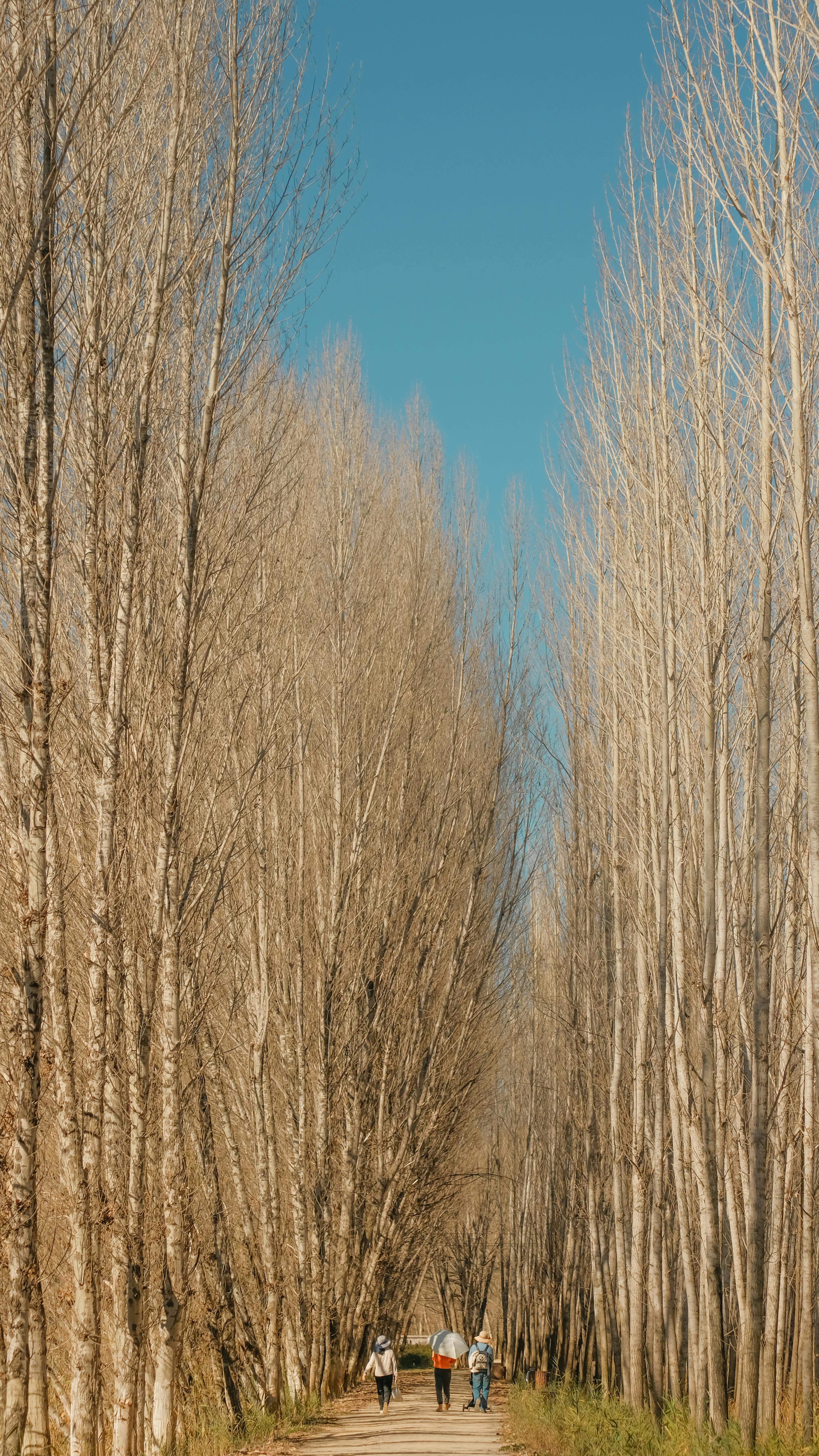 Three Walkers on Tree-lined Path