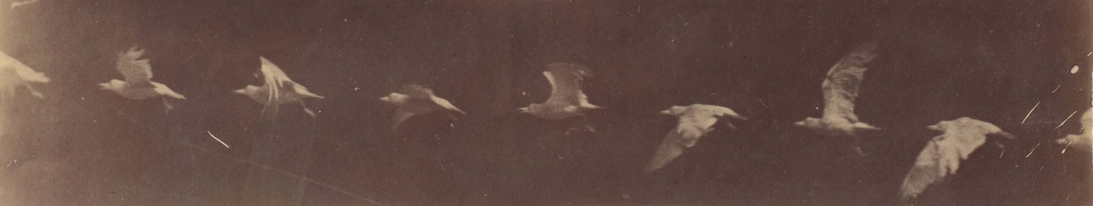 Vintage Chronophotograph of Flying Bird