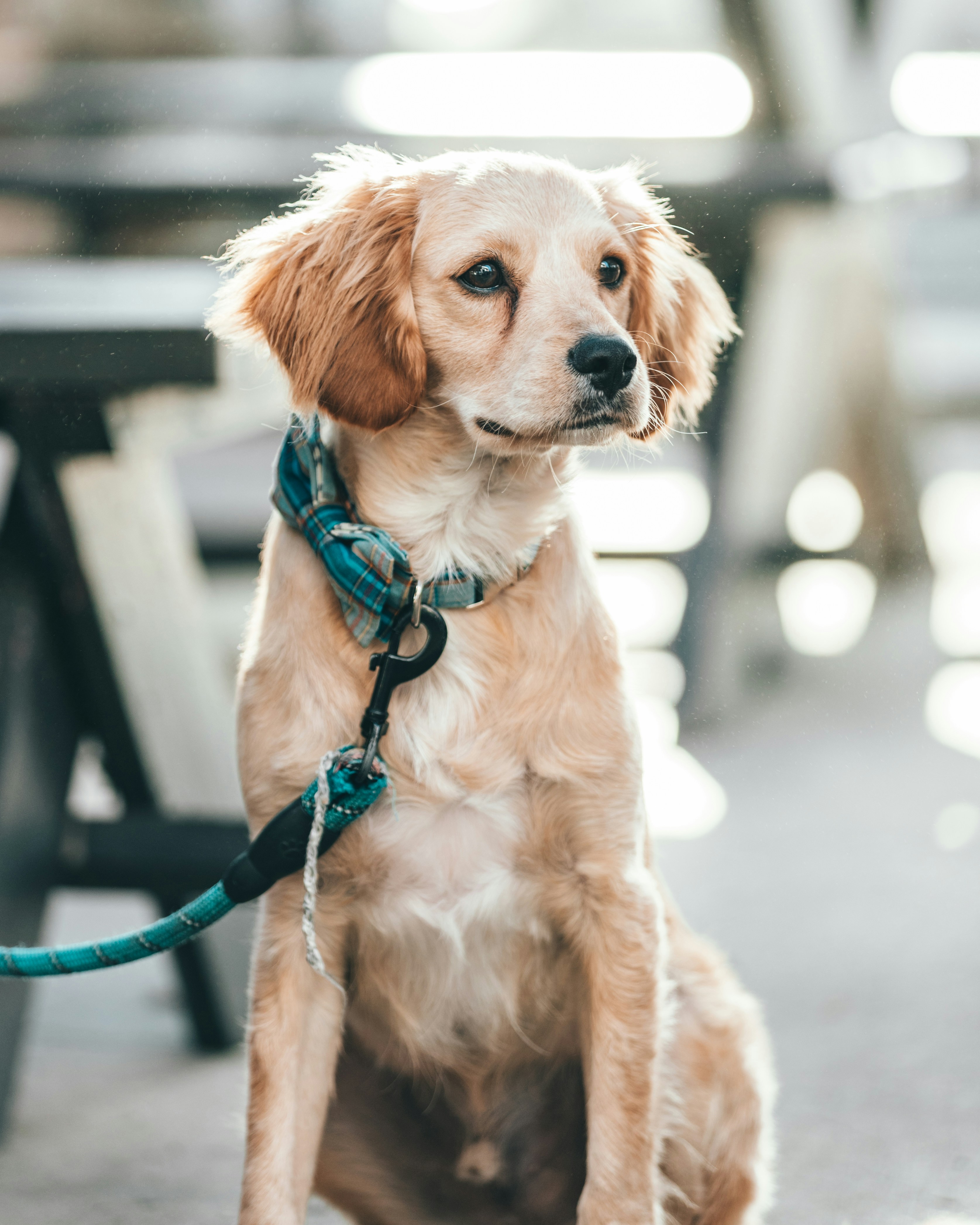 Golden Spaniel Sitting Outdoors