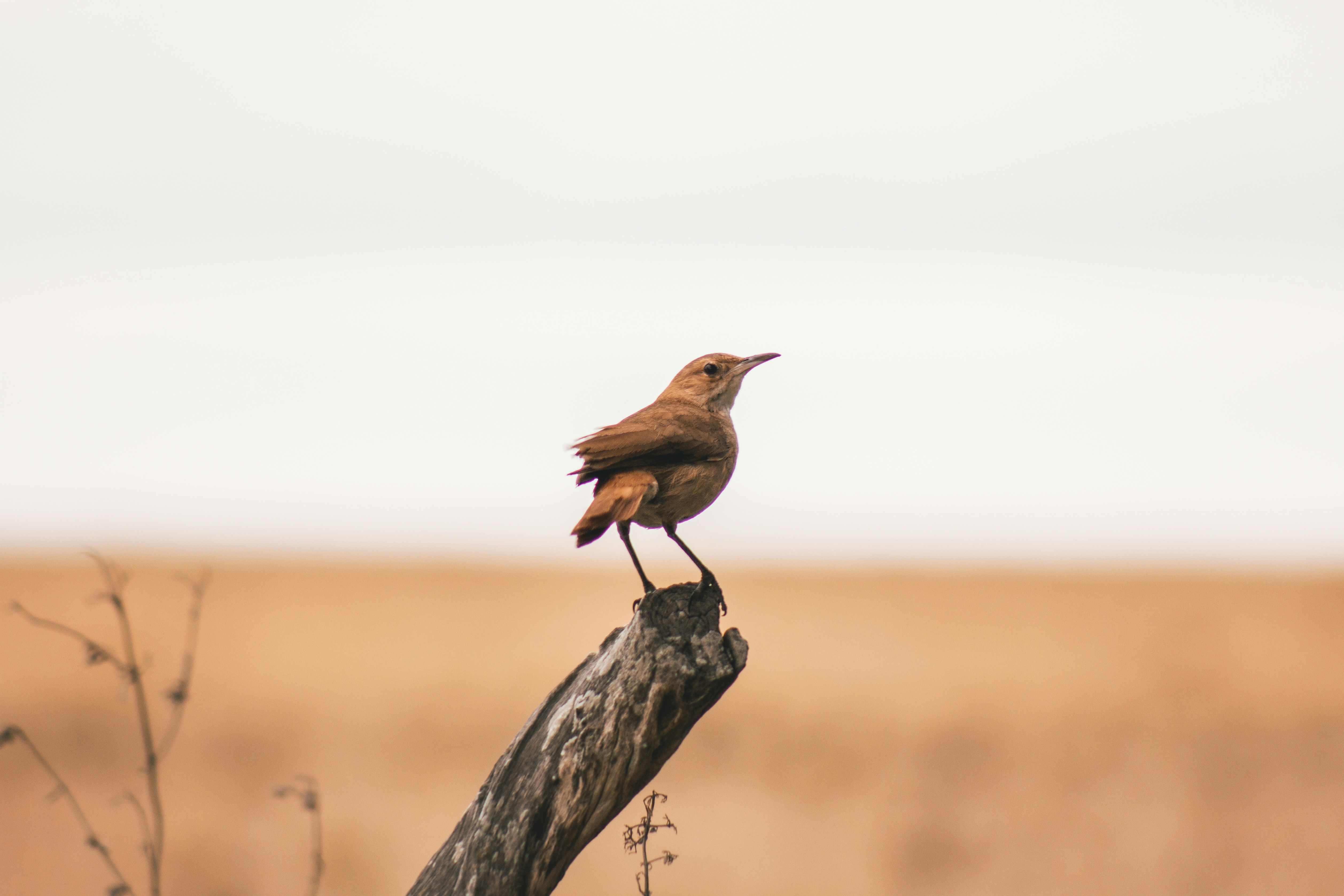 Brown Bird Perched on Weathered Branch