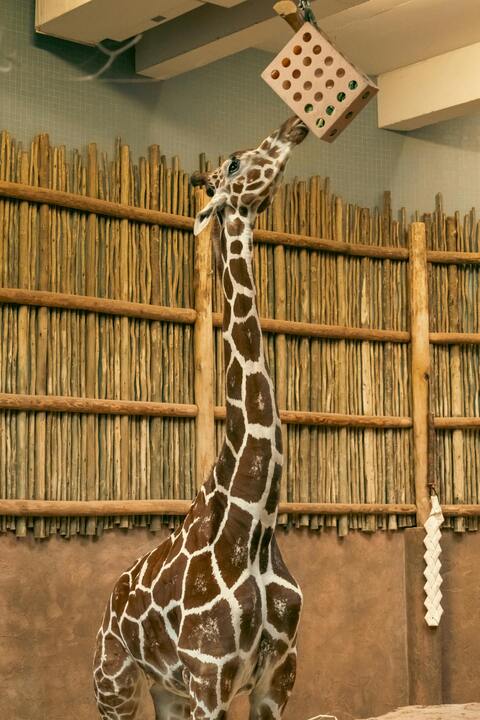 Giraffe Reaching For Hanging Feeder