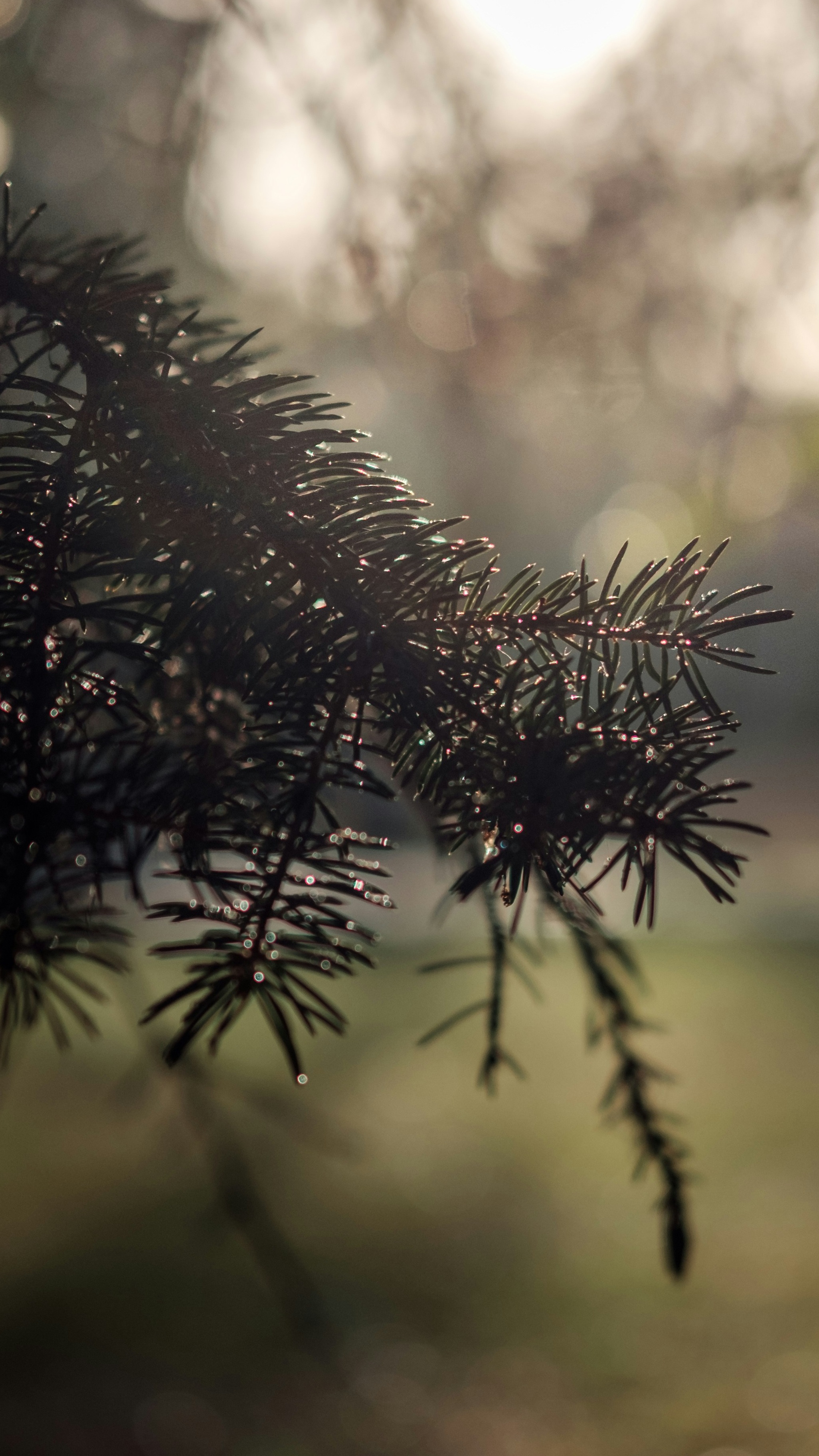 Dewy Spruce Branch in Backlight