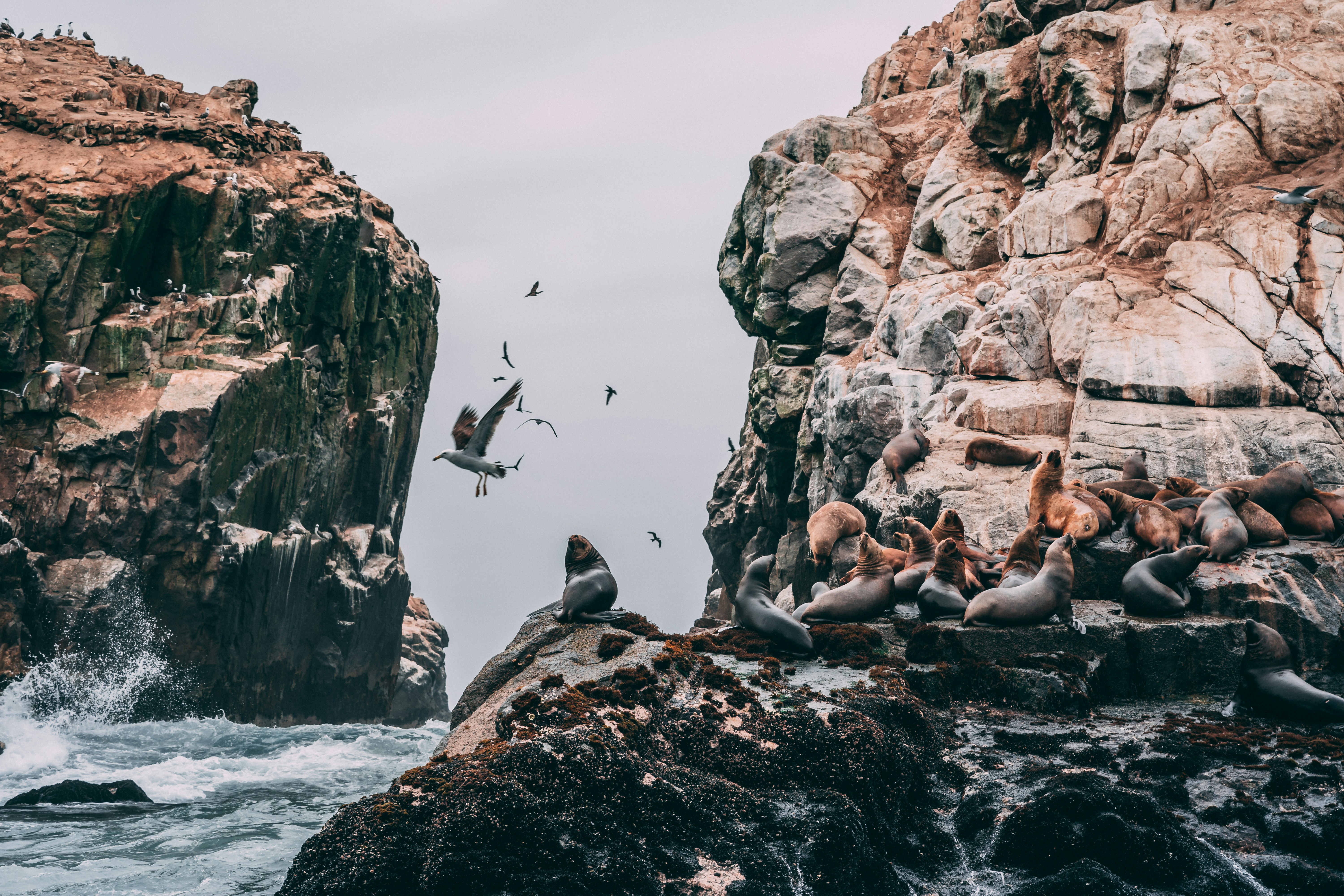Sea Lions Resting on Coastal Rock Cliffs