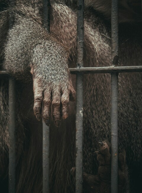 Captive Primate Hand Behind Iron Bars