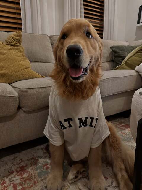 Golden Retriever Wearing a T-Shirt