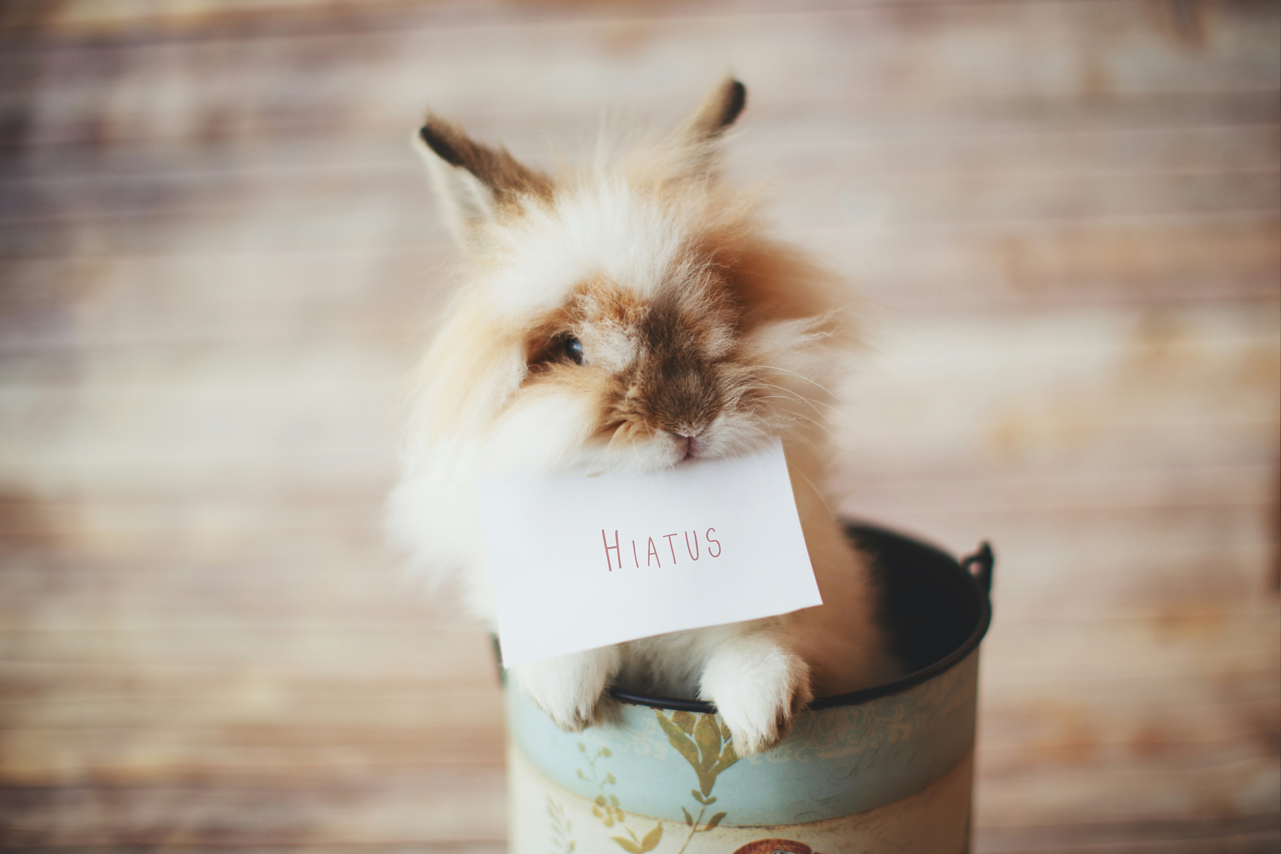 Fluffy Rabbit Holding Hiatus Card