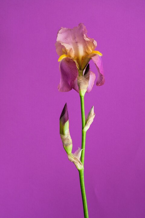 Pink Iris on Purple Background