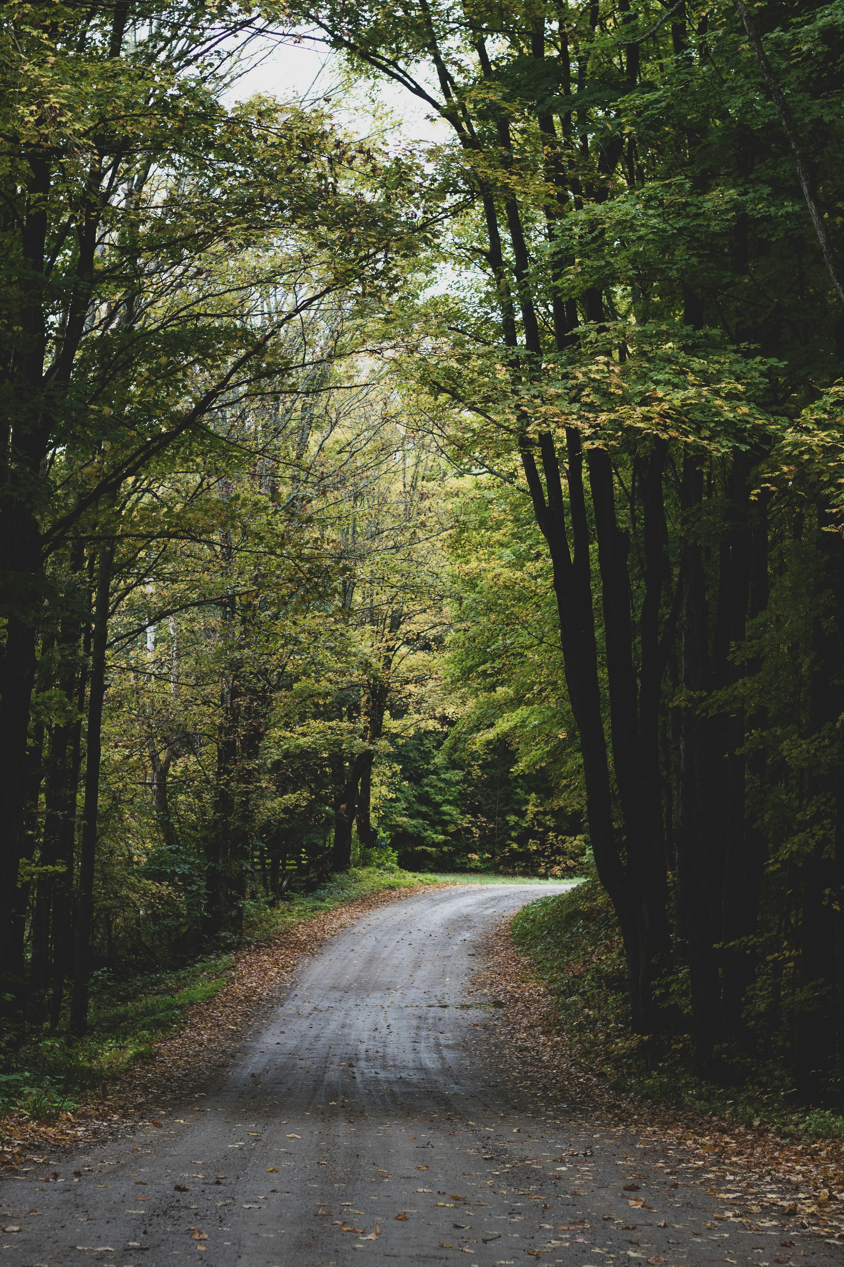 Dirt Road Through Forest