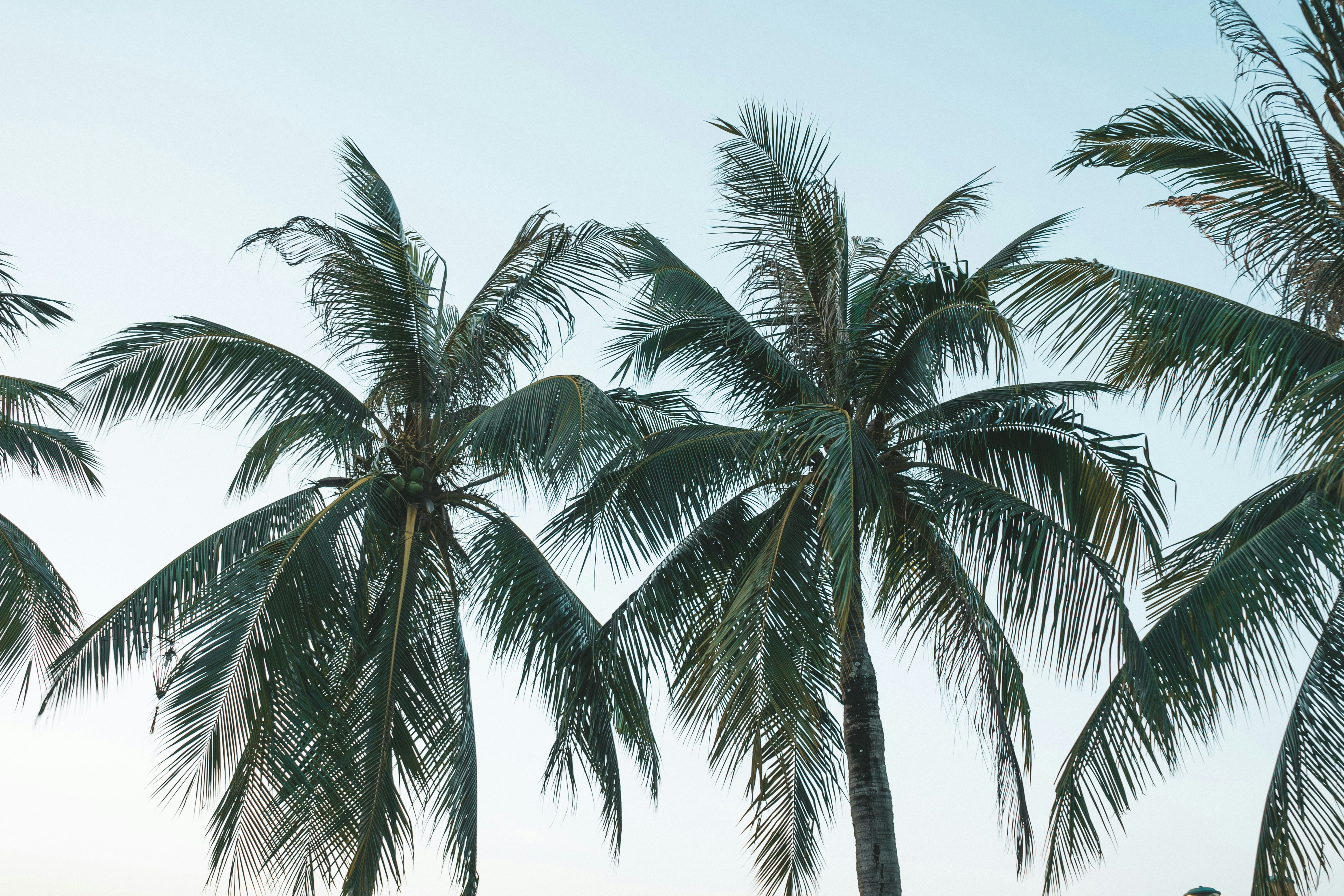 Coconut Palms Under Pale Sky