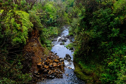 Stream Through Lush Forest Valley