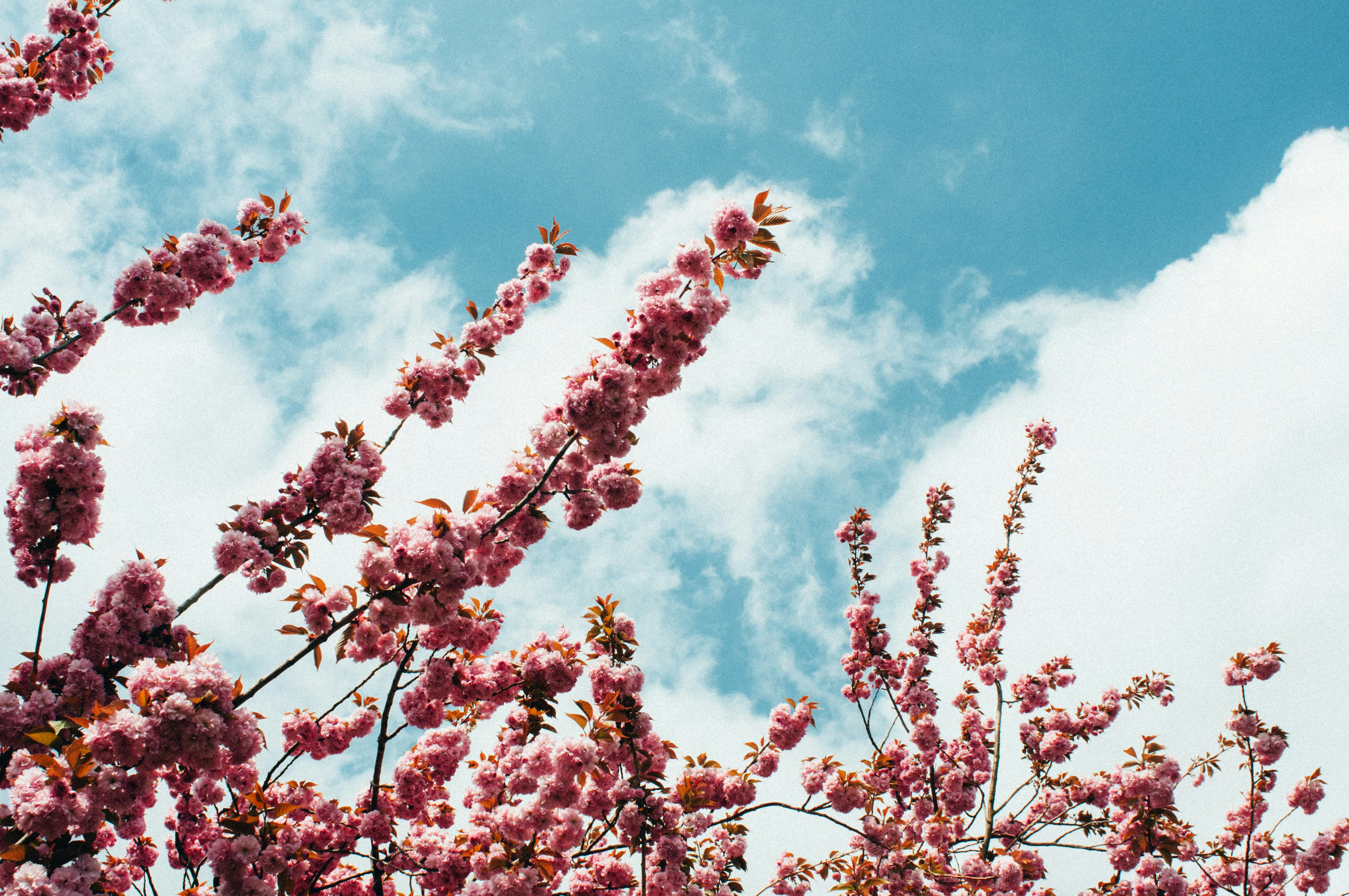 Pink Cherry Blossoms Under Blue Sky