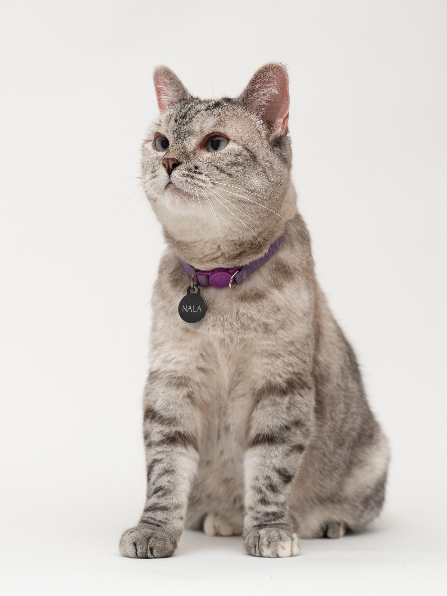 Sitting Silver Tabby Cat Nala