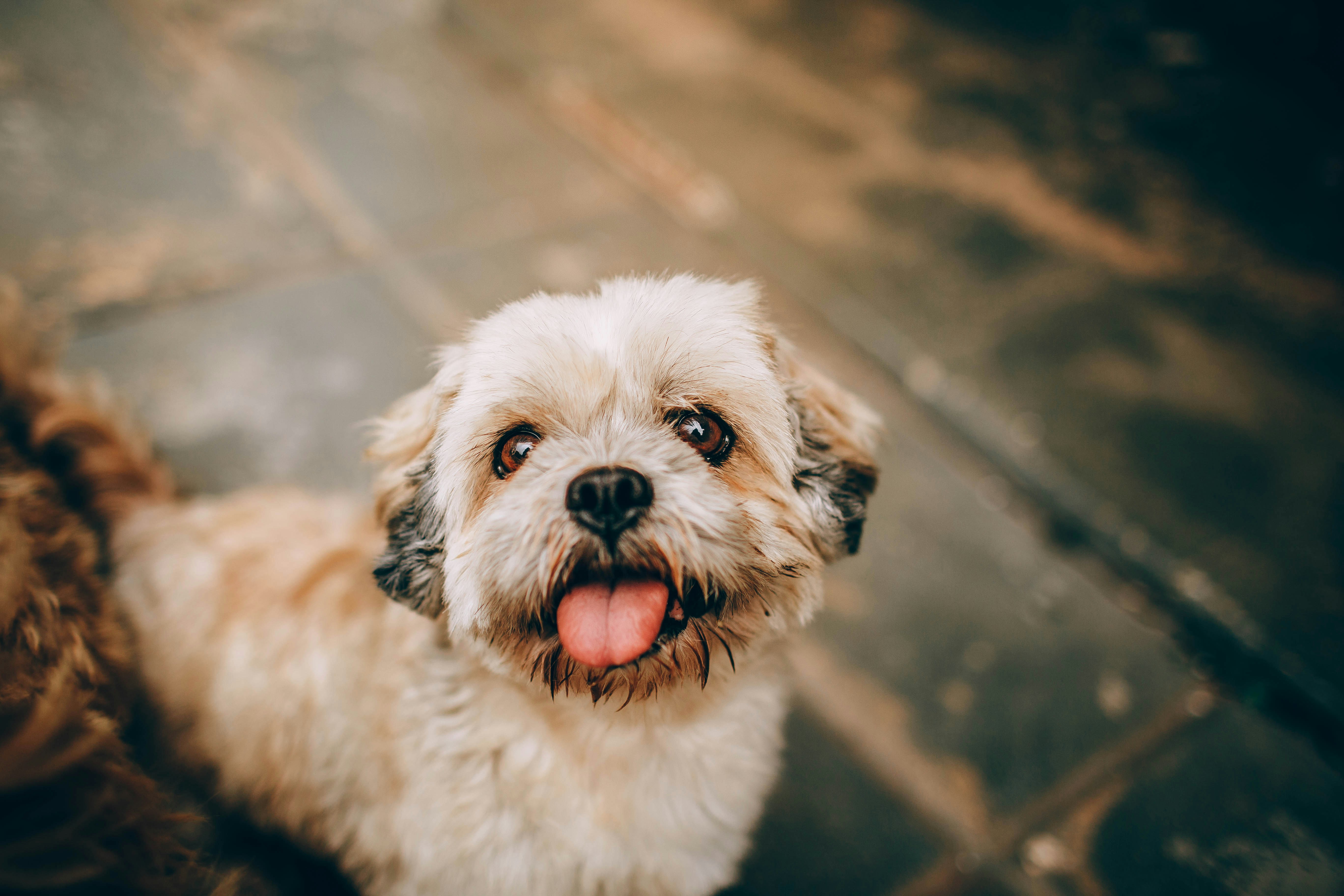 Happy Fluffy Small Dog