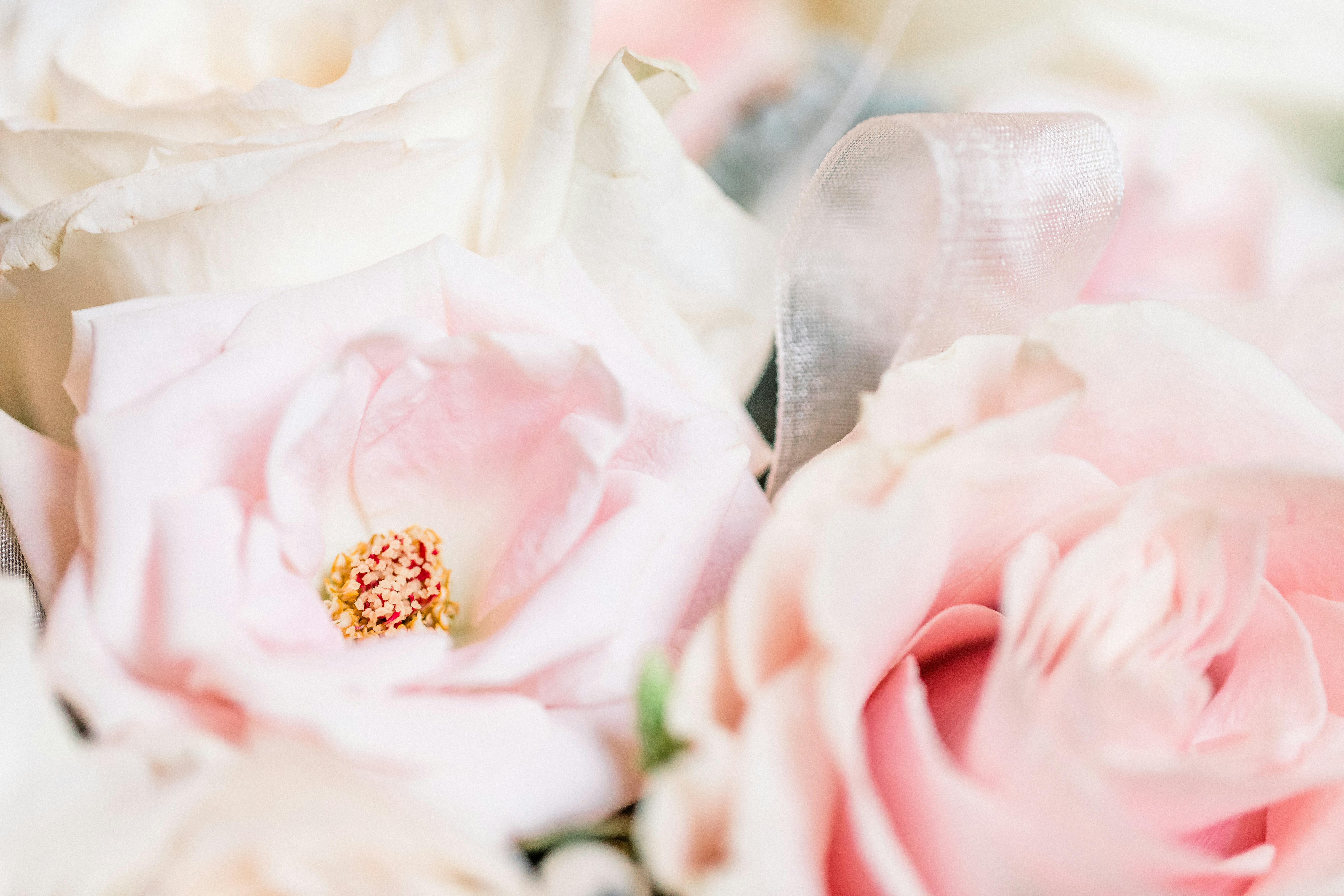 Close-up of Pink and White Roses