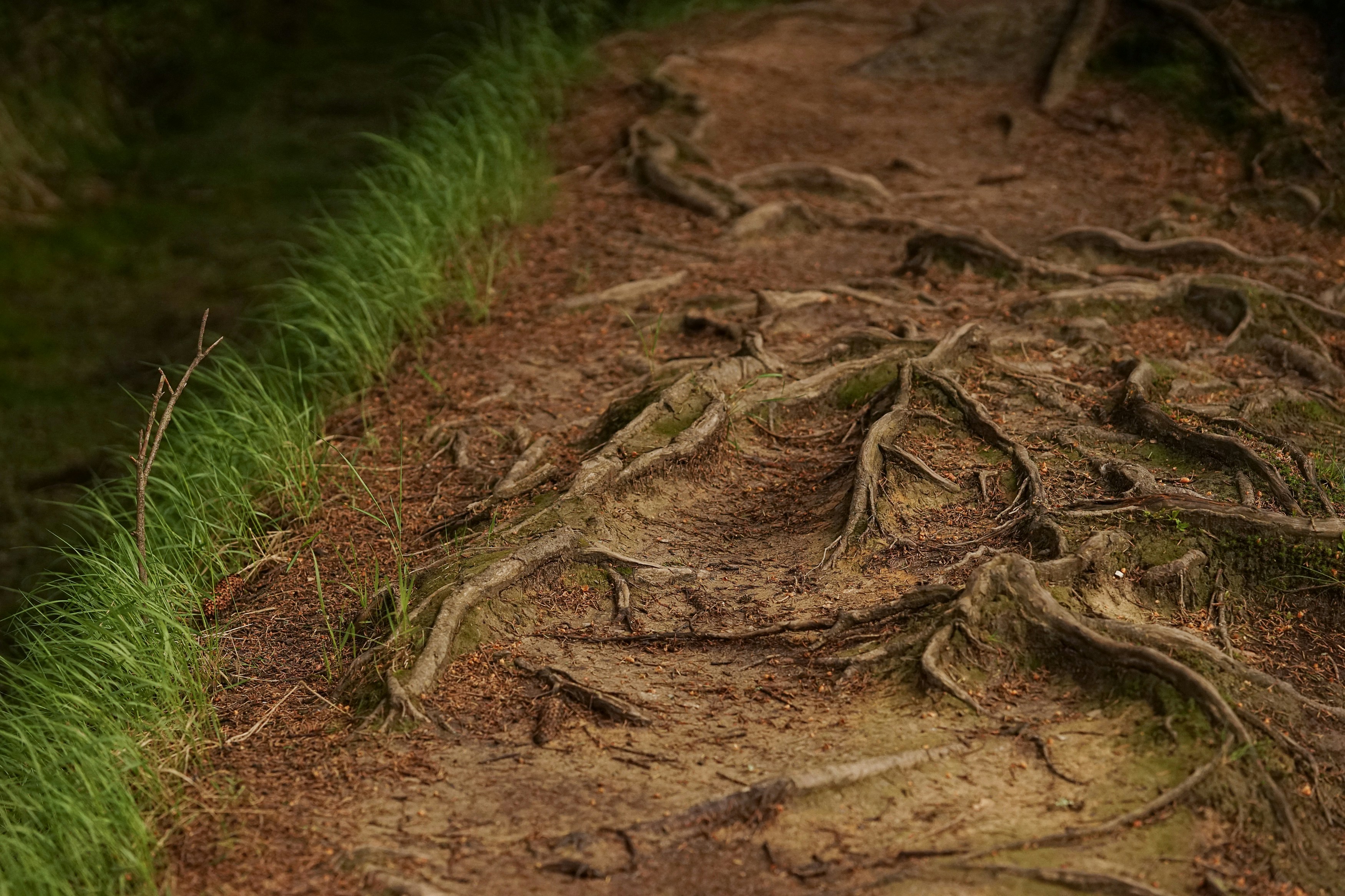 Root-covered Forest Hiking Trail