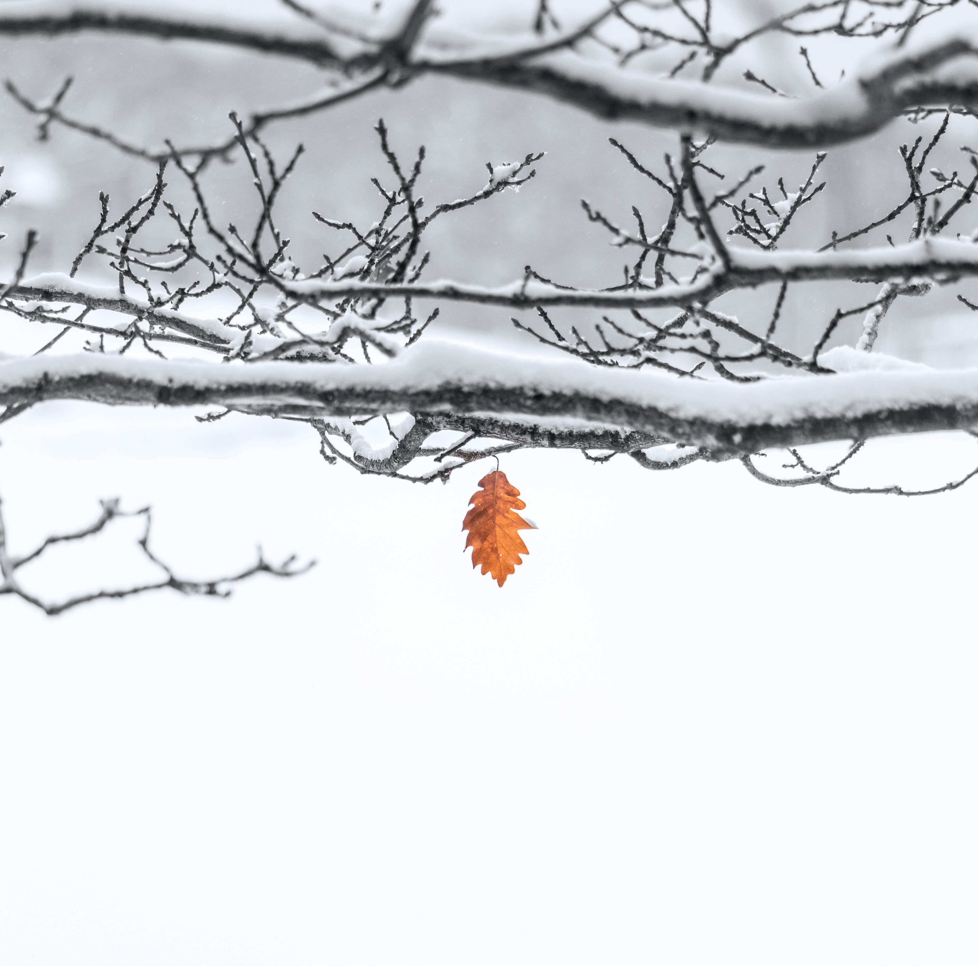 Lone Orange Leaf on Snowy Branches
