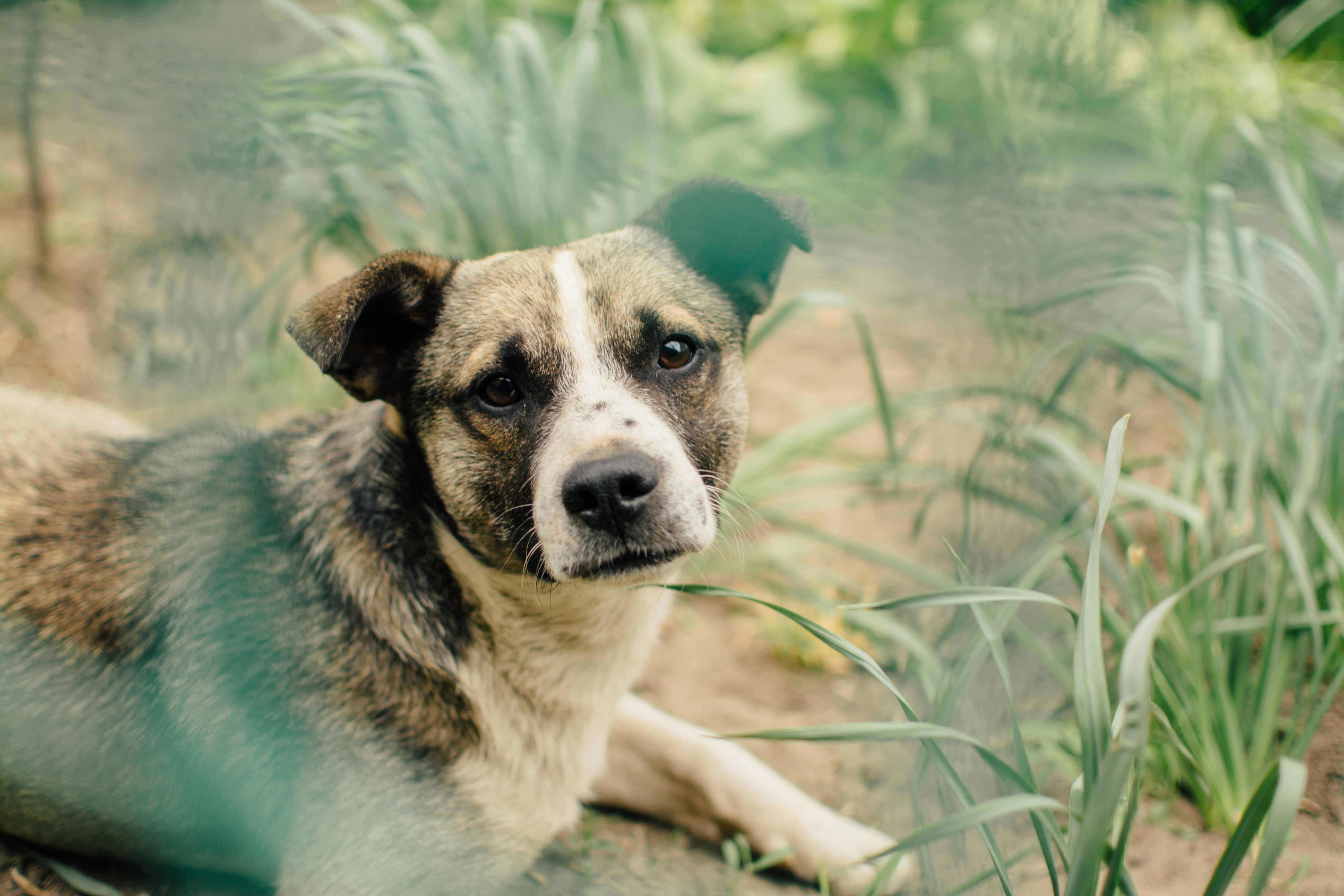 Brindle Mixed Dog Resting Outdoors
