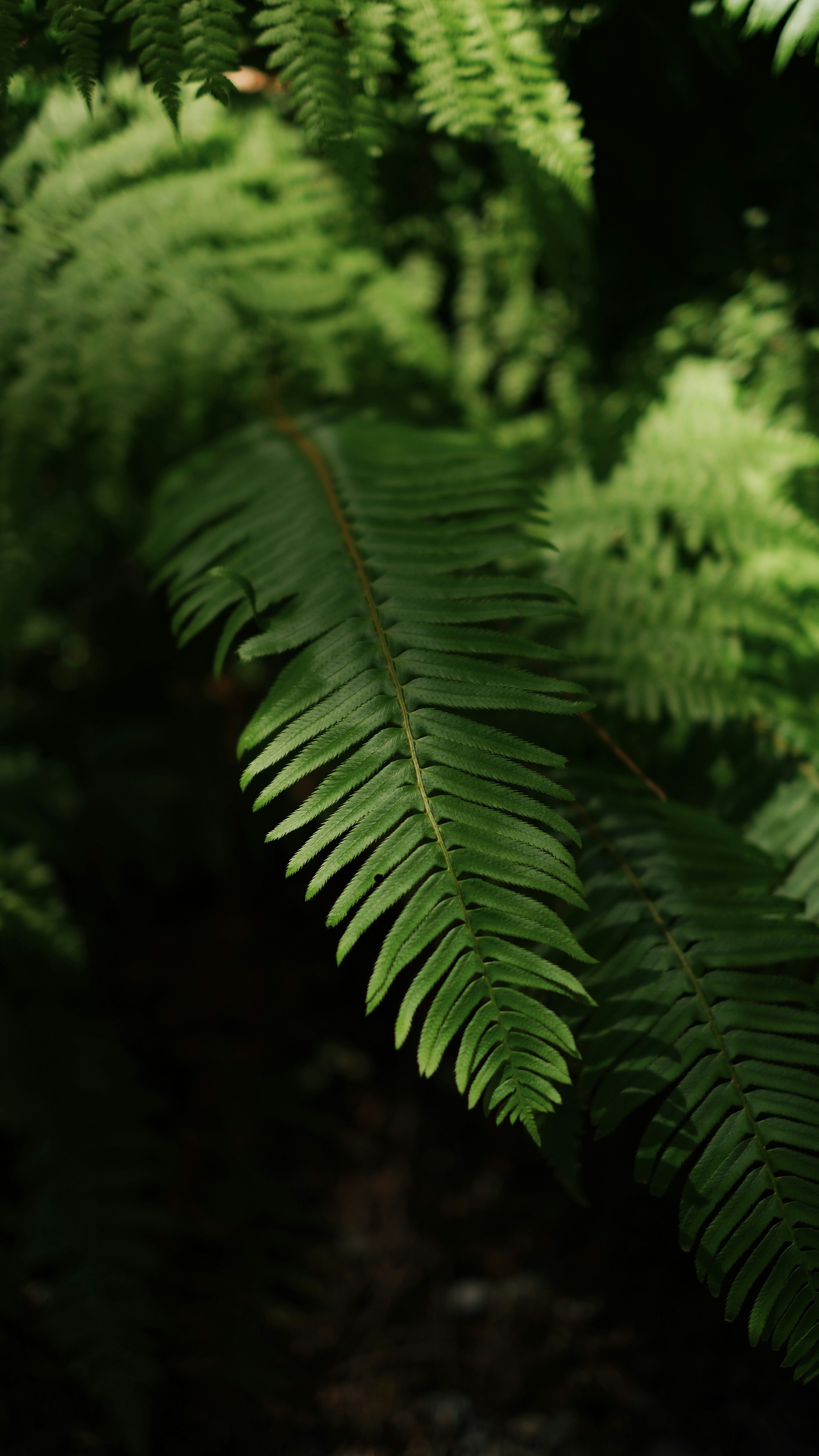 Sunlit Forest Fern Frond
