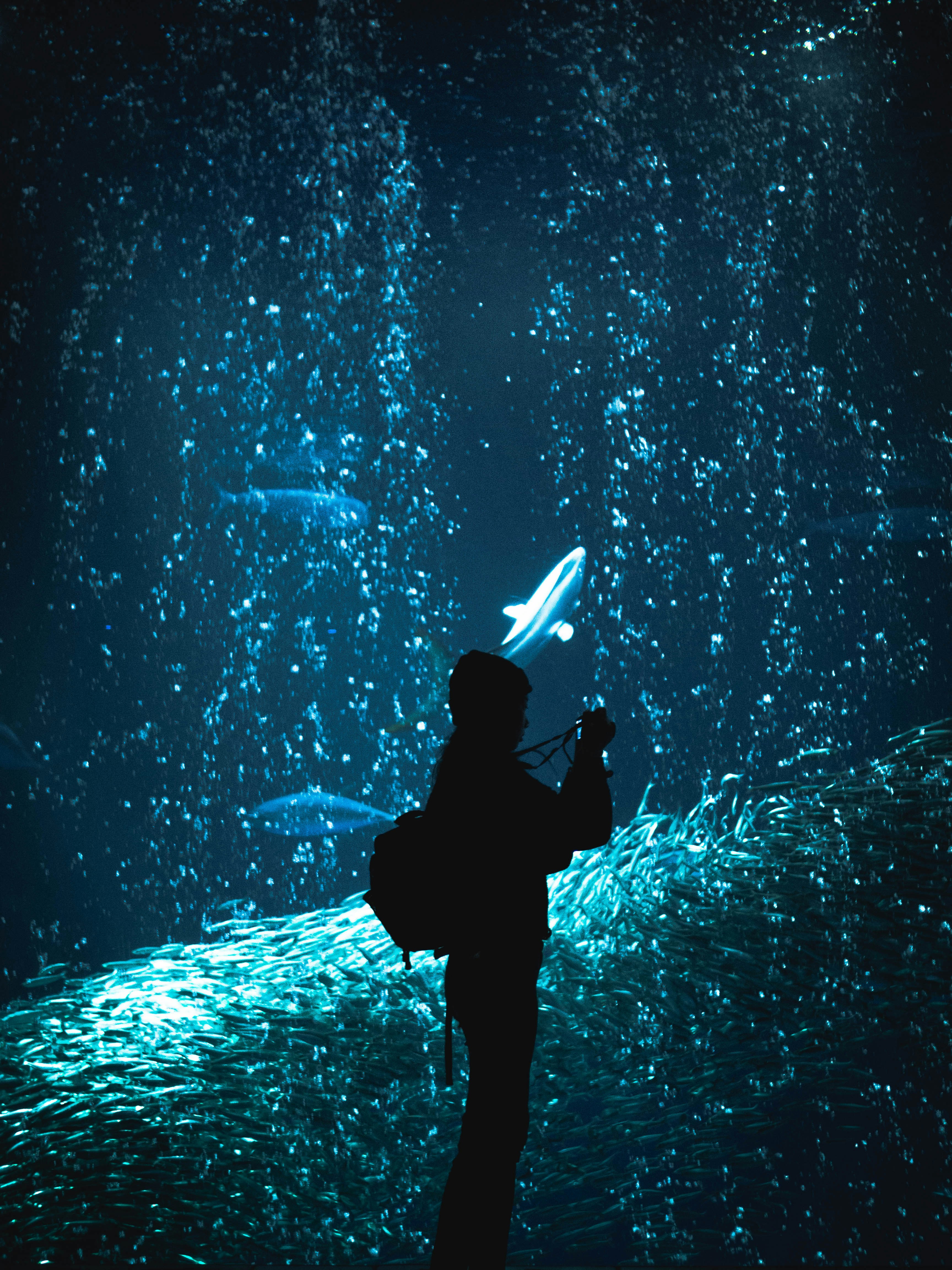 Silhouetted Visitor Photographing Aquarium Tank