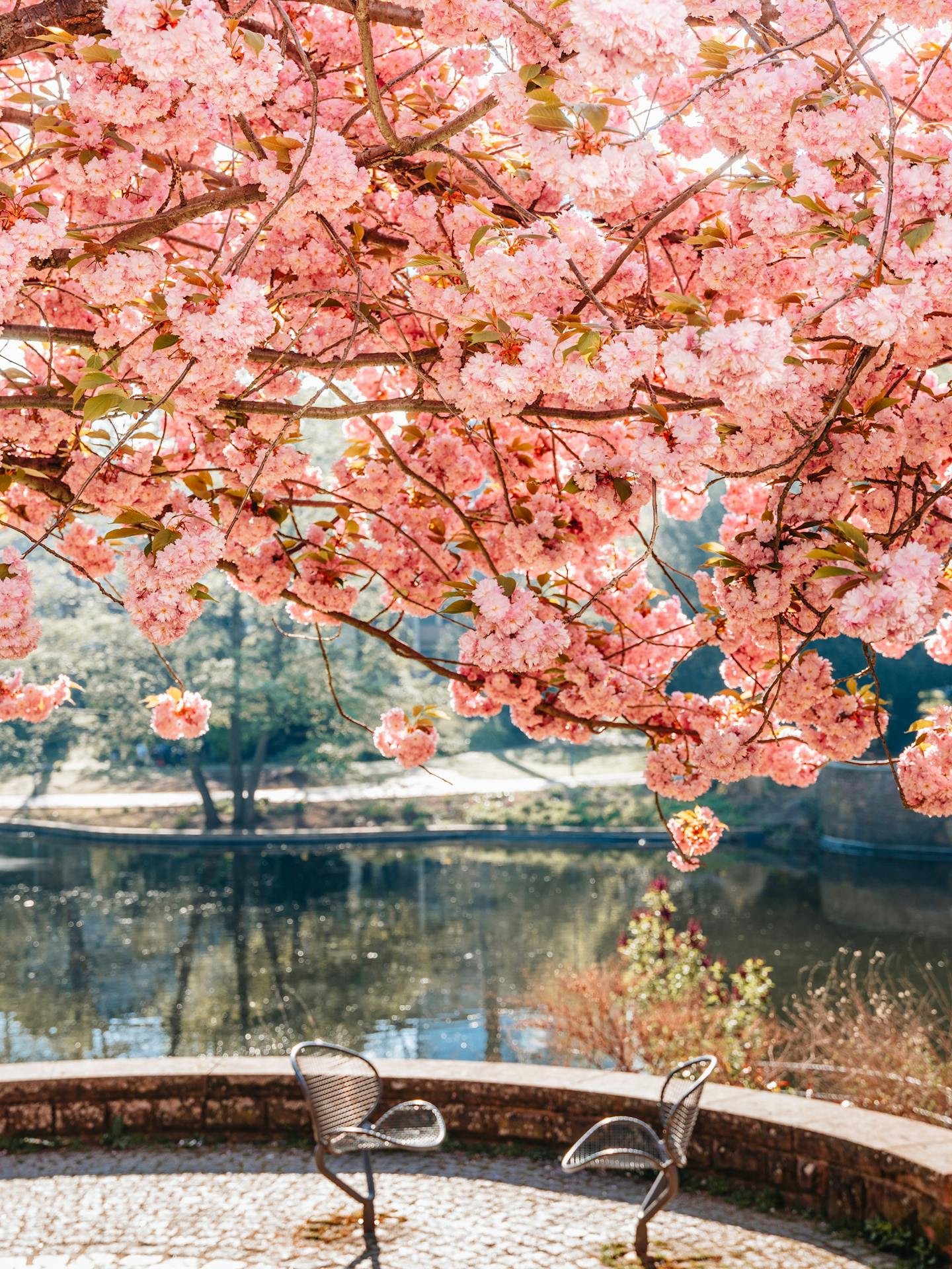 Cherry Blossoms Over Lakeside Patio