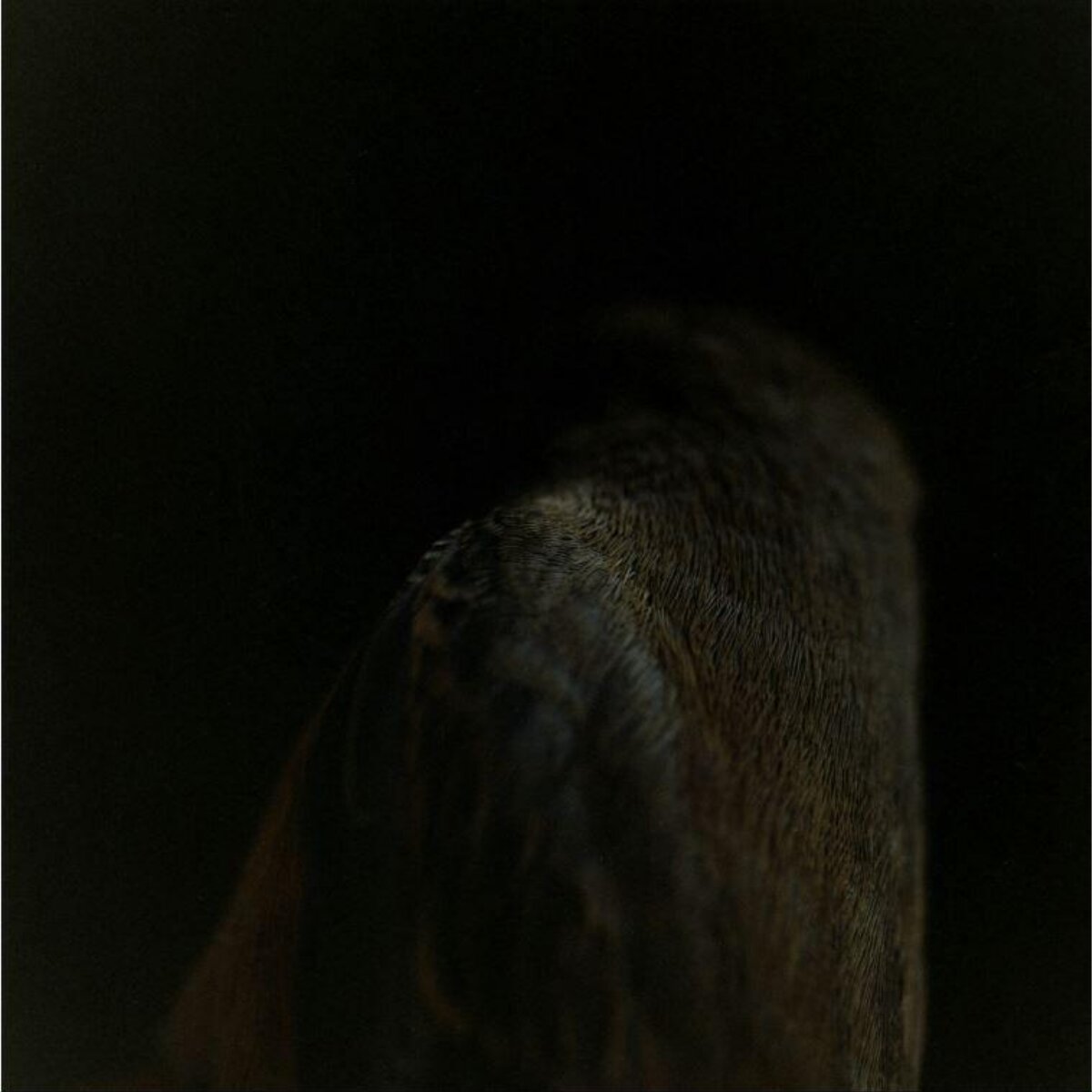 Back of Brown Bear in Dark — Black Backgrounds