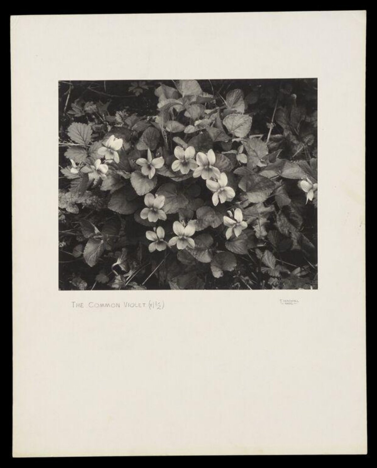 Black and White Common Violet Photo — Plant Encyclopedia