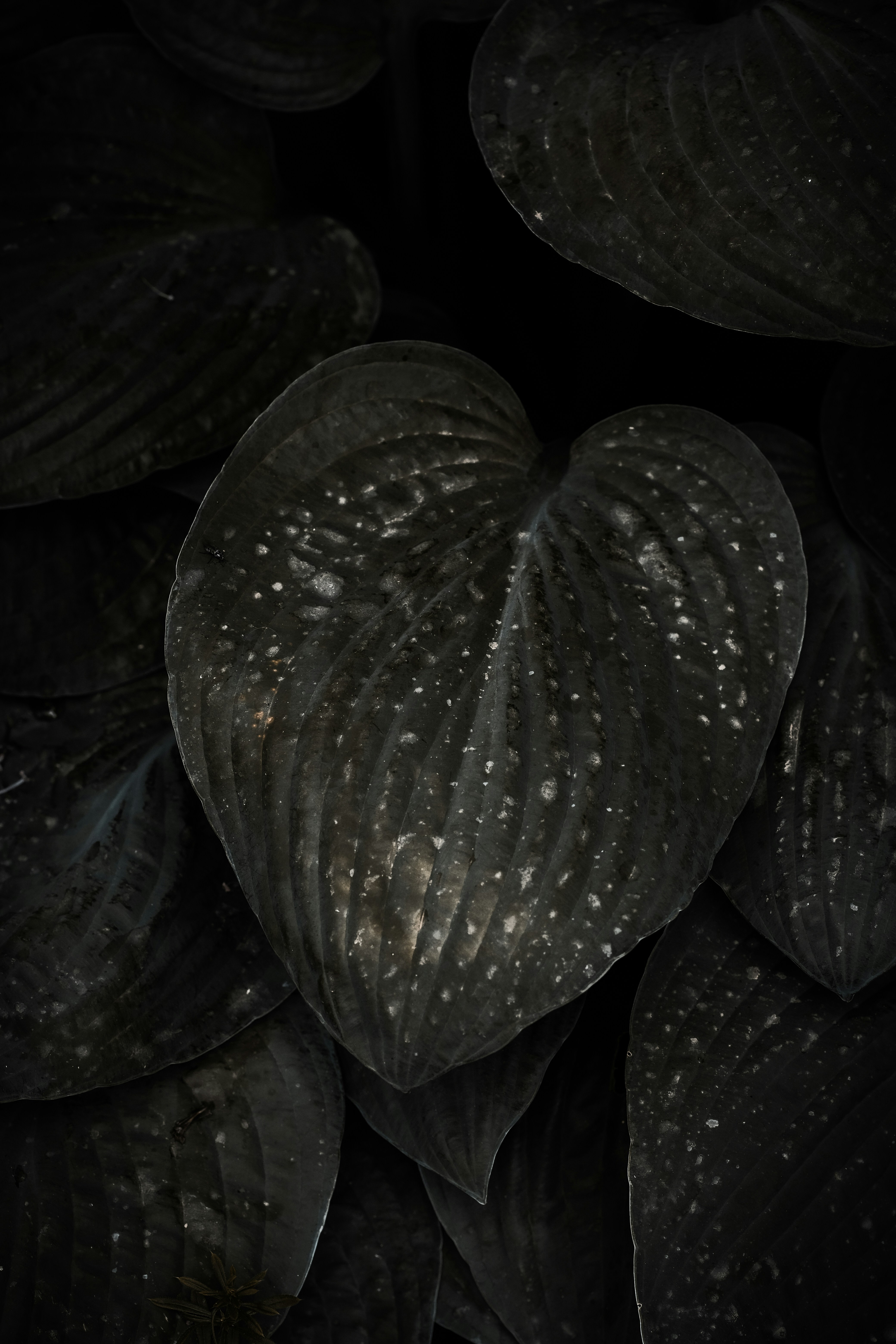 Dark Spotted Hosta Leaves