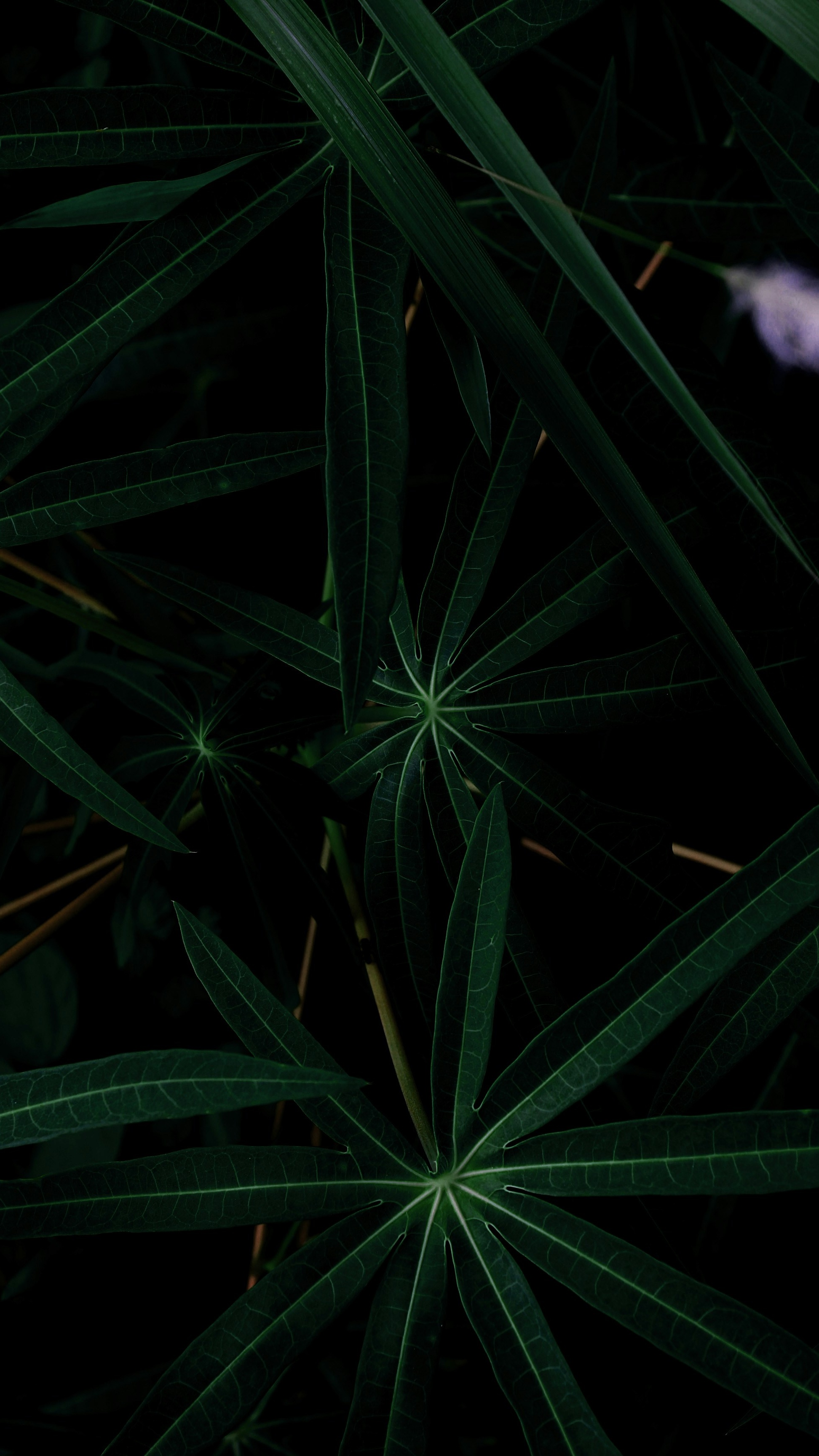Wallpapers