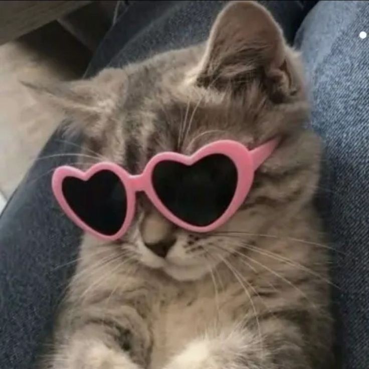 Cat Wearing Pink Heart Sunglasses