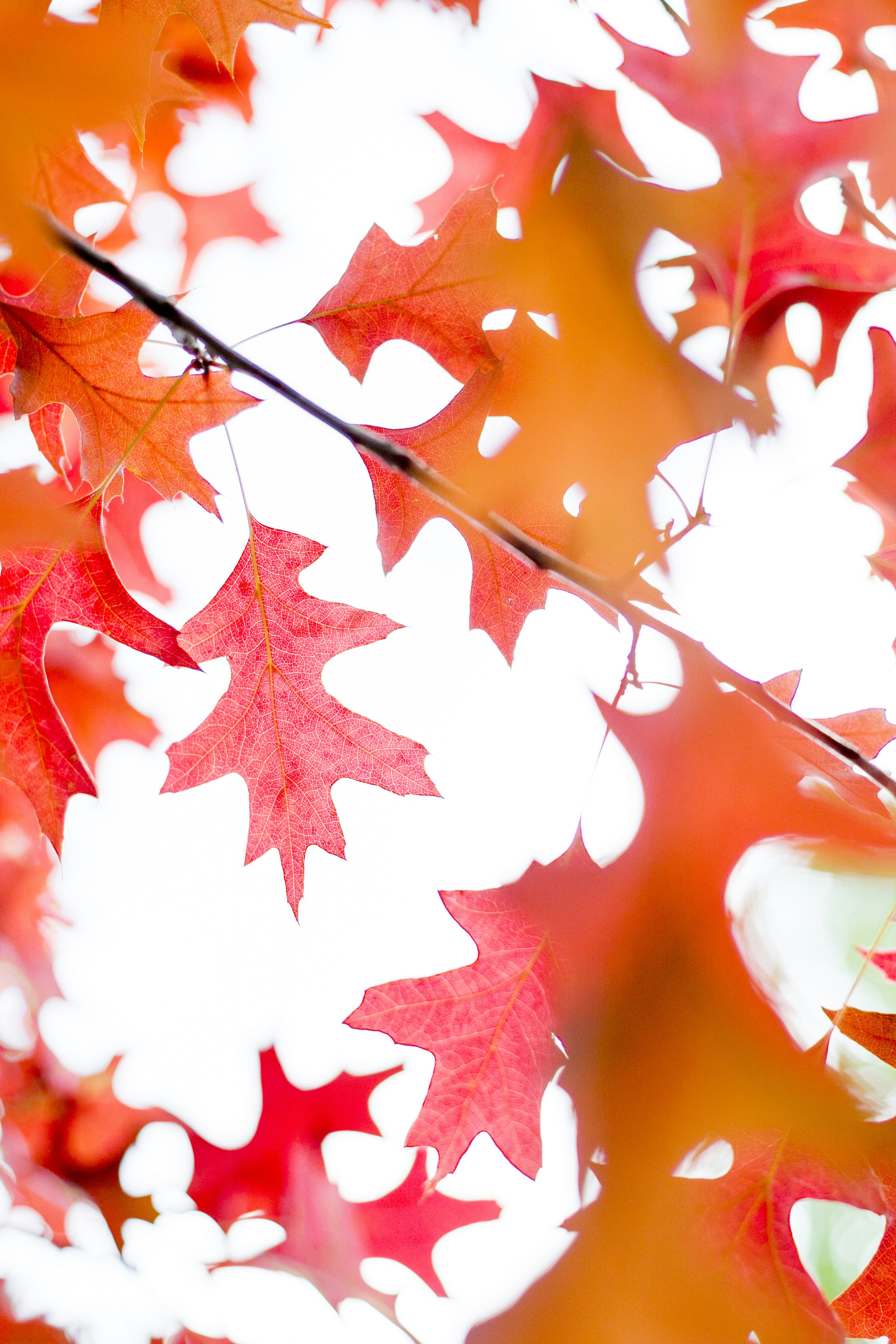 Red Autumn Oak Leaves