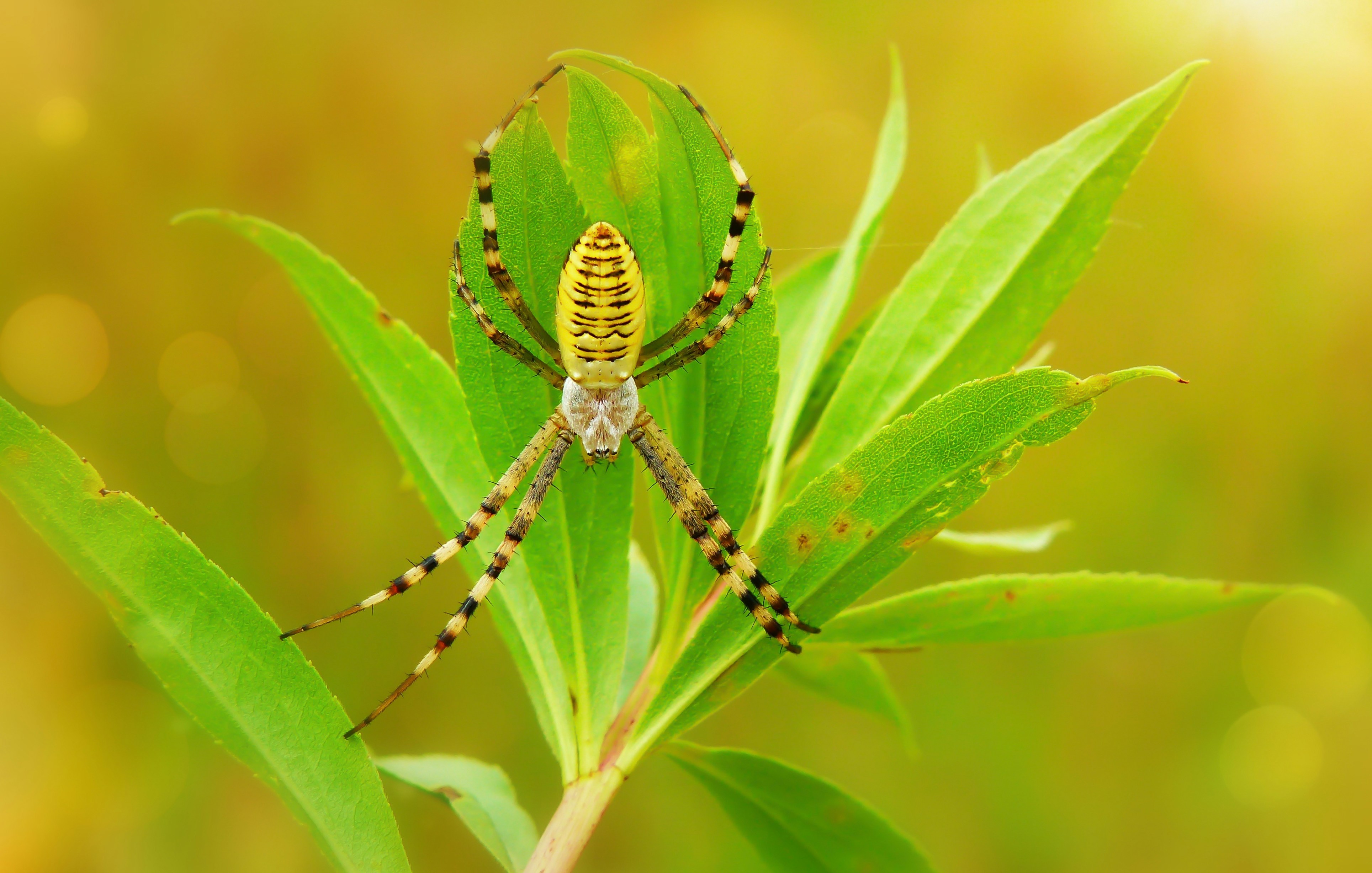 Wasp Spider Resting on Green Leaves