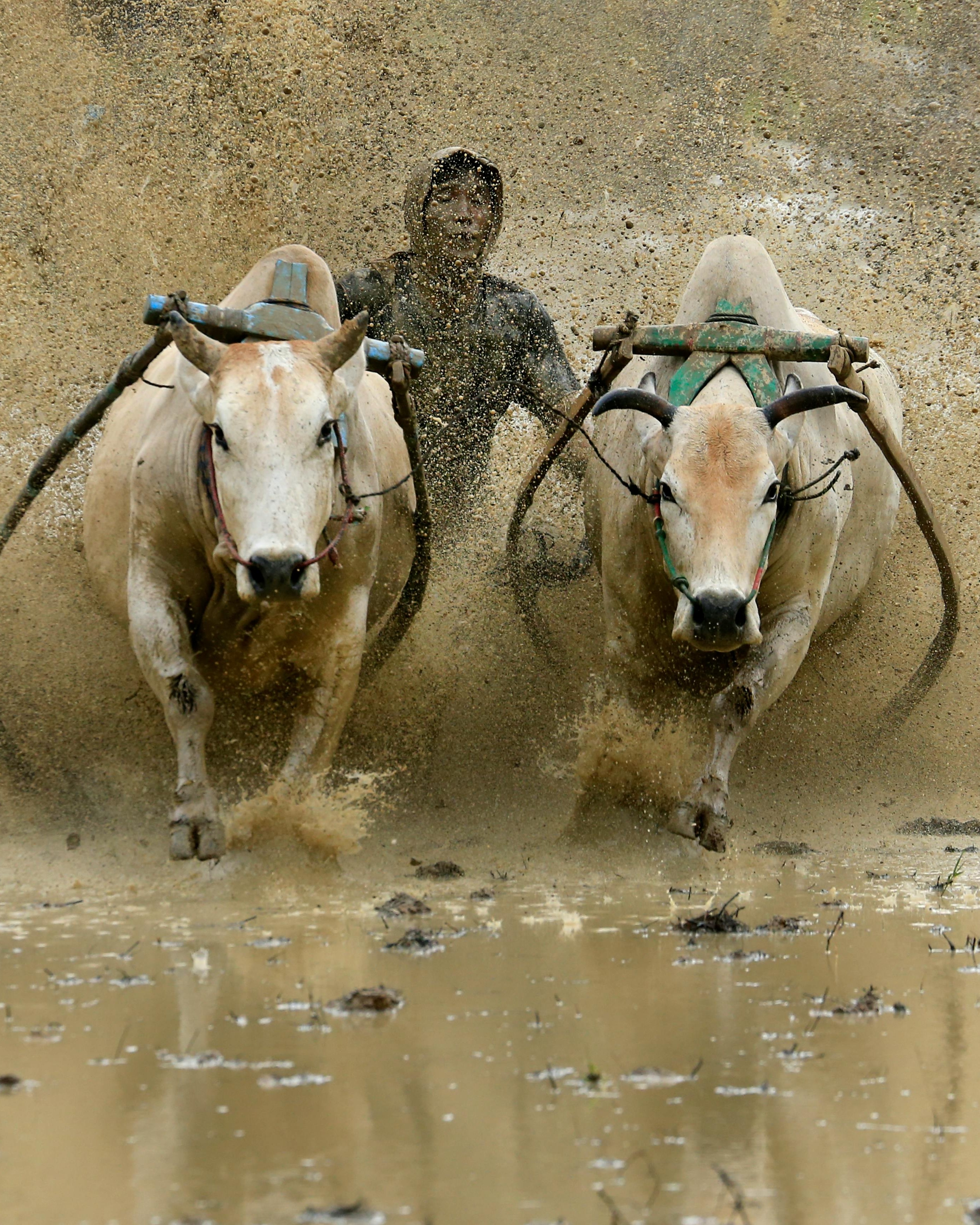 Traditional Mud Cow Race