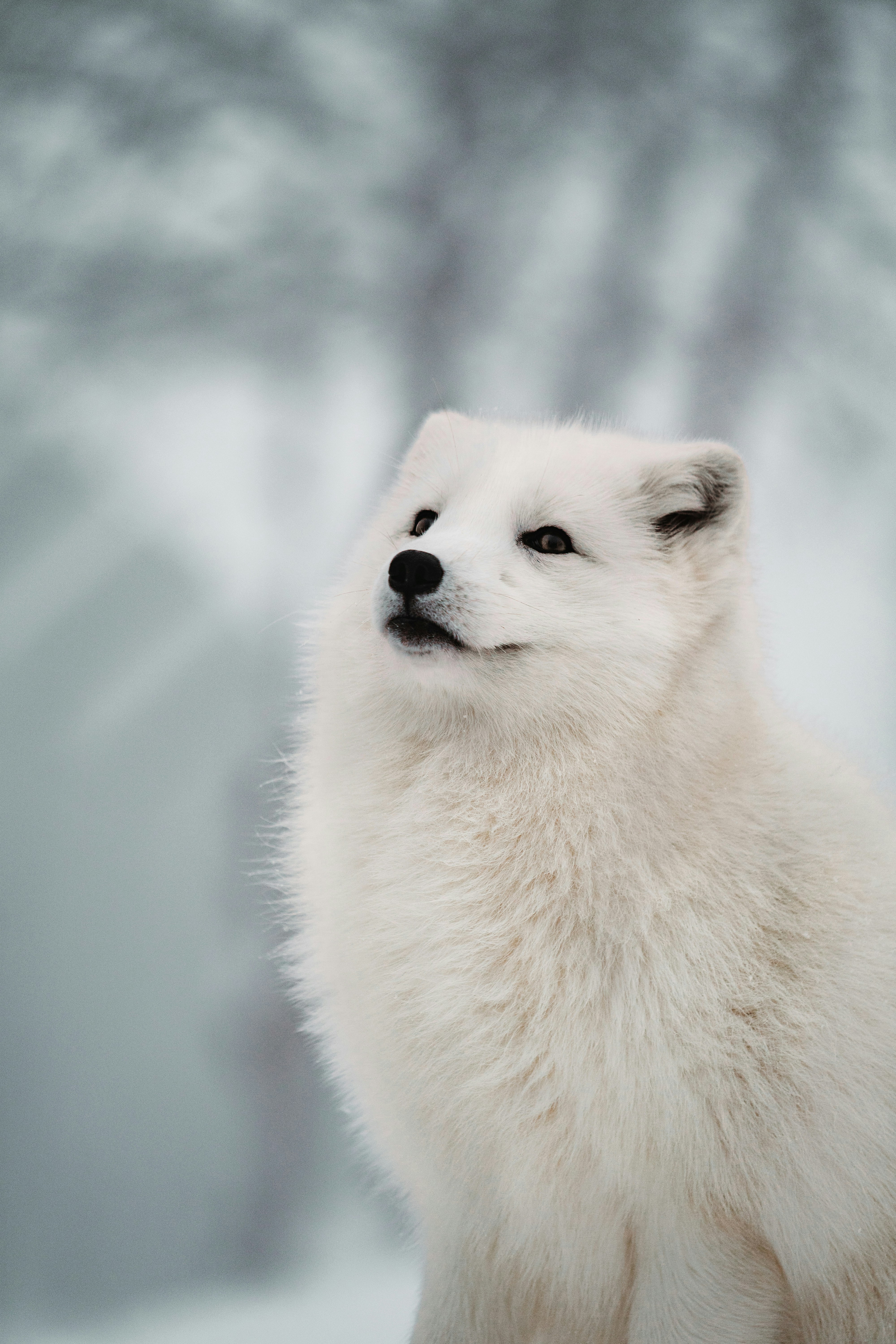 Arctic Fox in Winter Snow