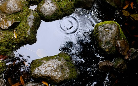 Rippled Stream Among Mossy Rocks