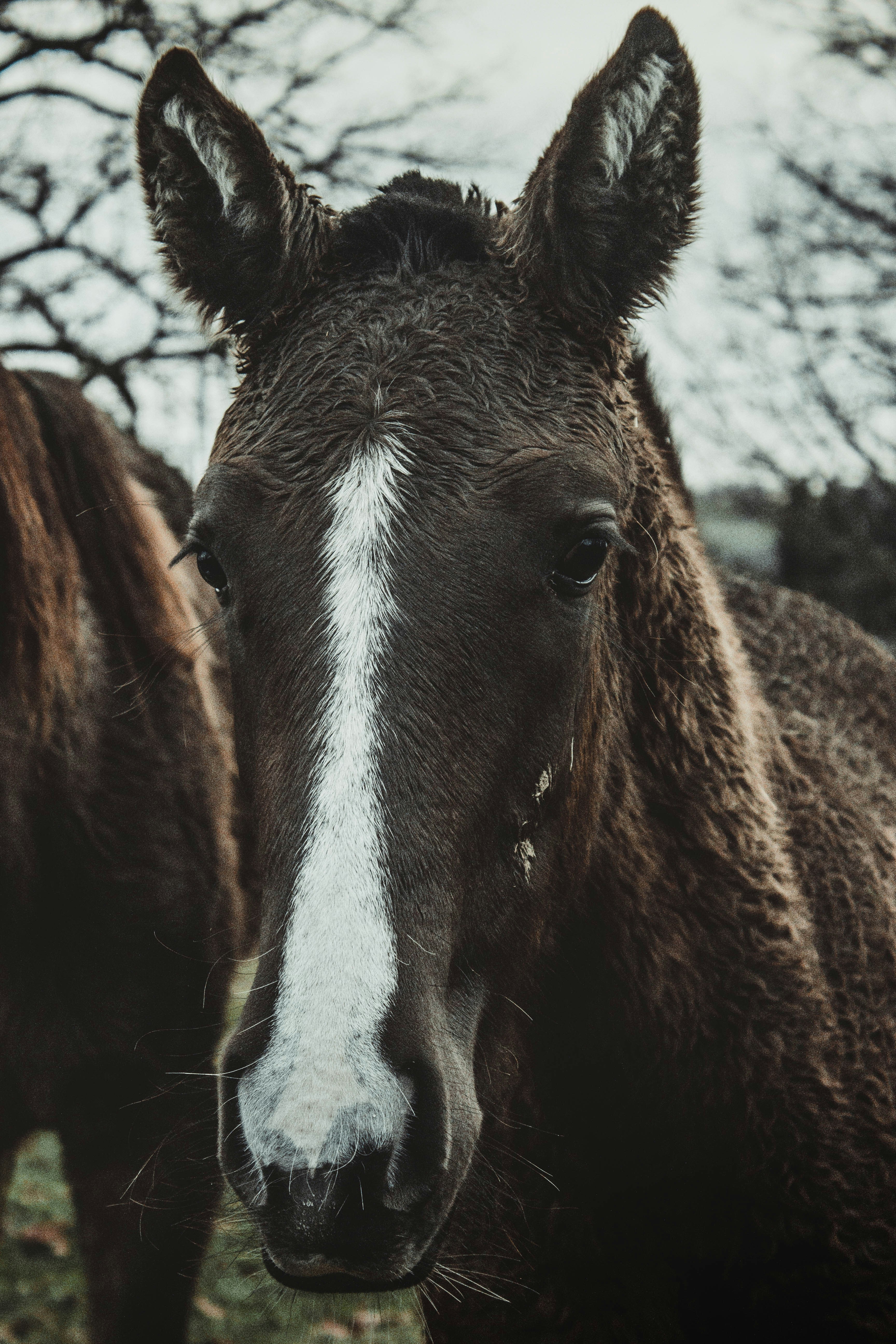 Close-up Portrait of a Young Horse