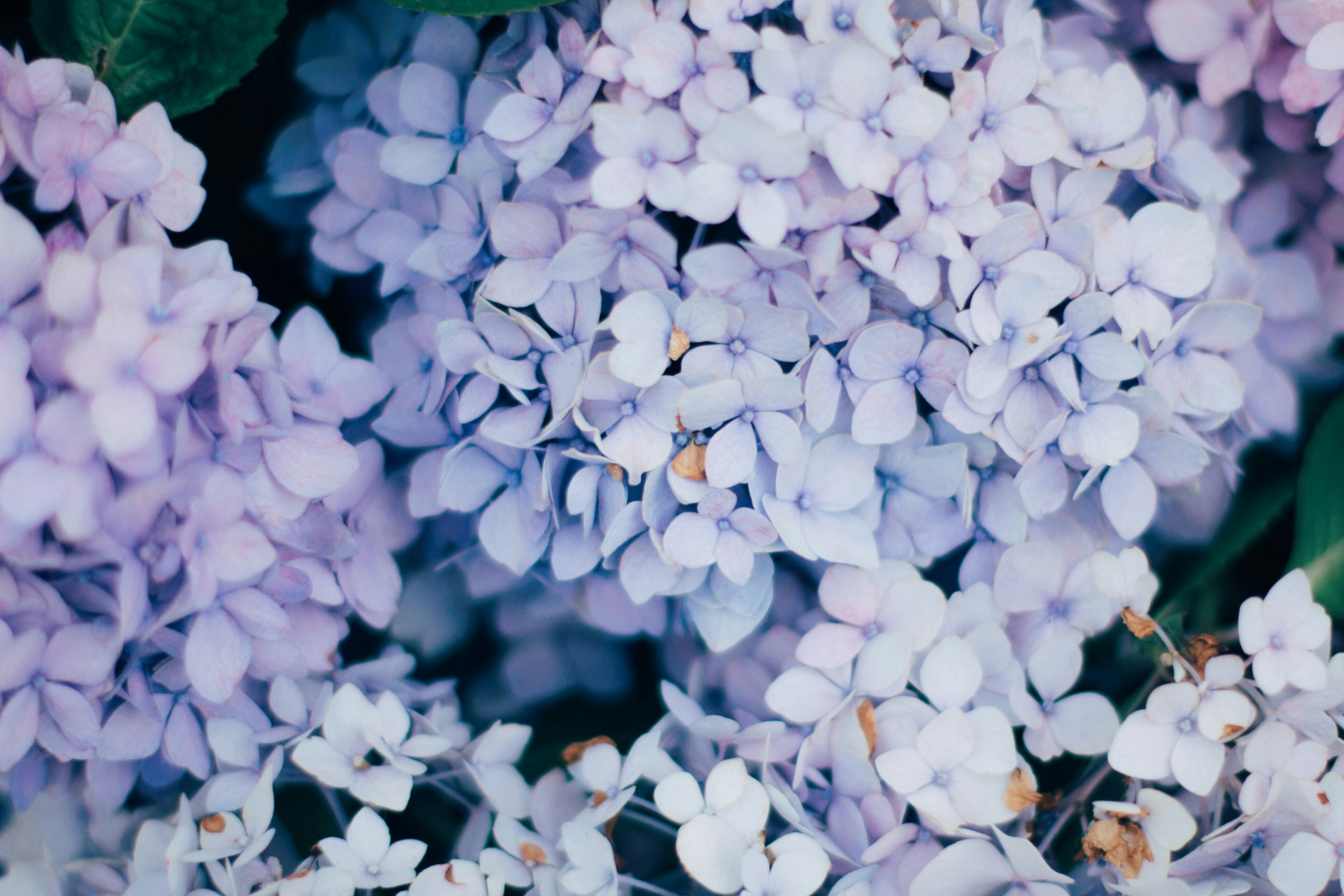 Close-up of Light Purple Hydrangeas