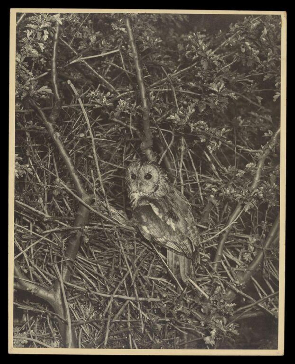 Owl Perched in Dense Bush Branches